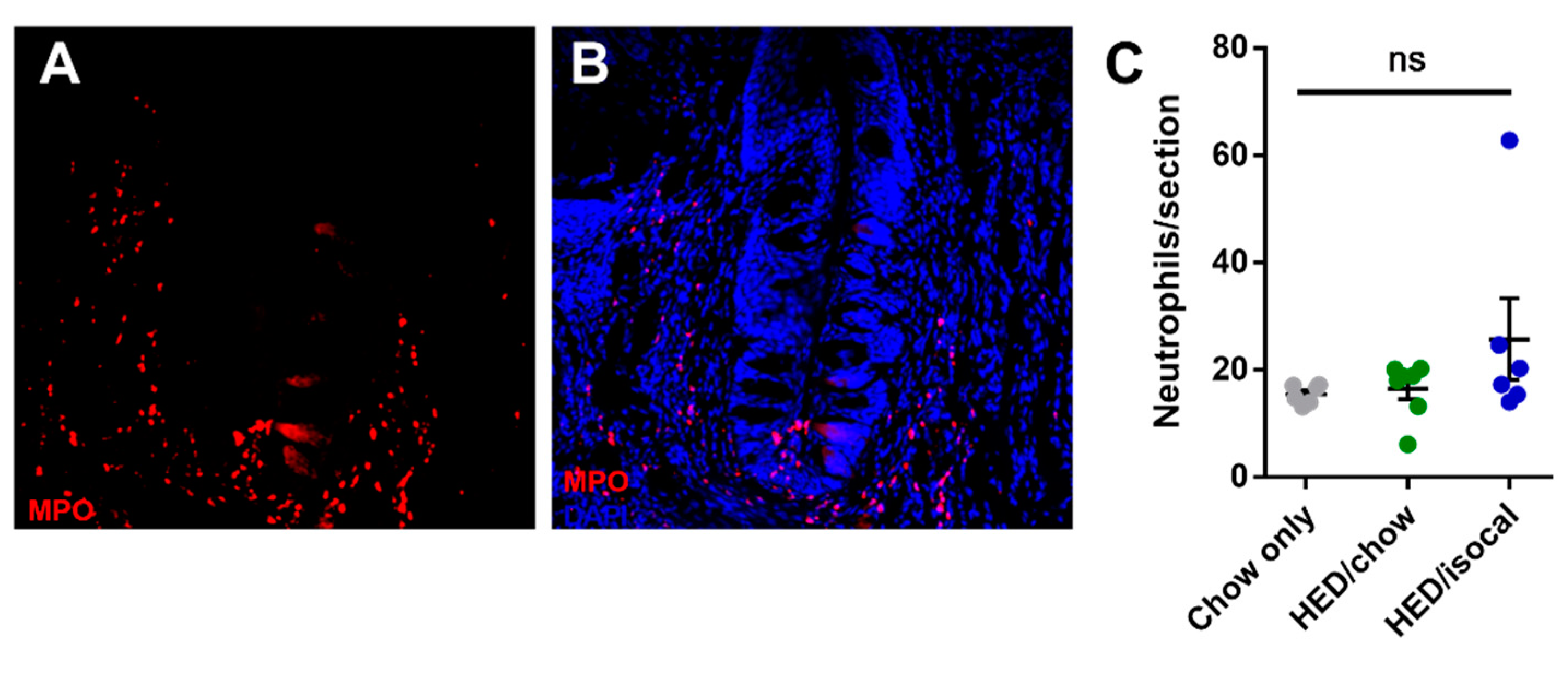 Nutrients 13 03062 g004 Nutrients 13 03062 g004