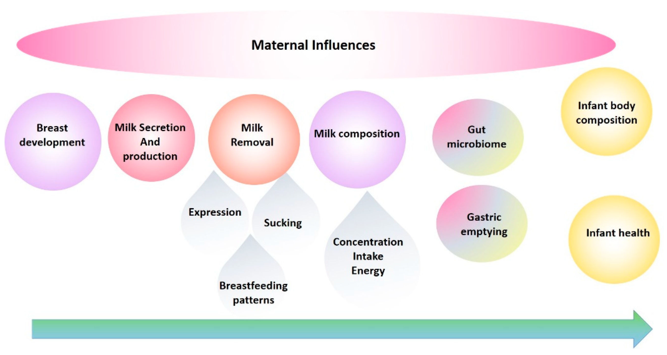 Nutrients Free Full-Text 25 Years of Research in Human Lactation From Discovery to Translation image pic