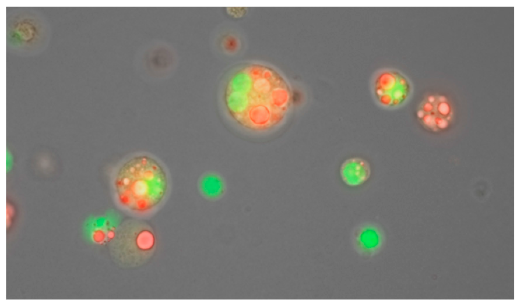 Nutrients 13 03071 g015