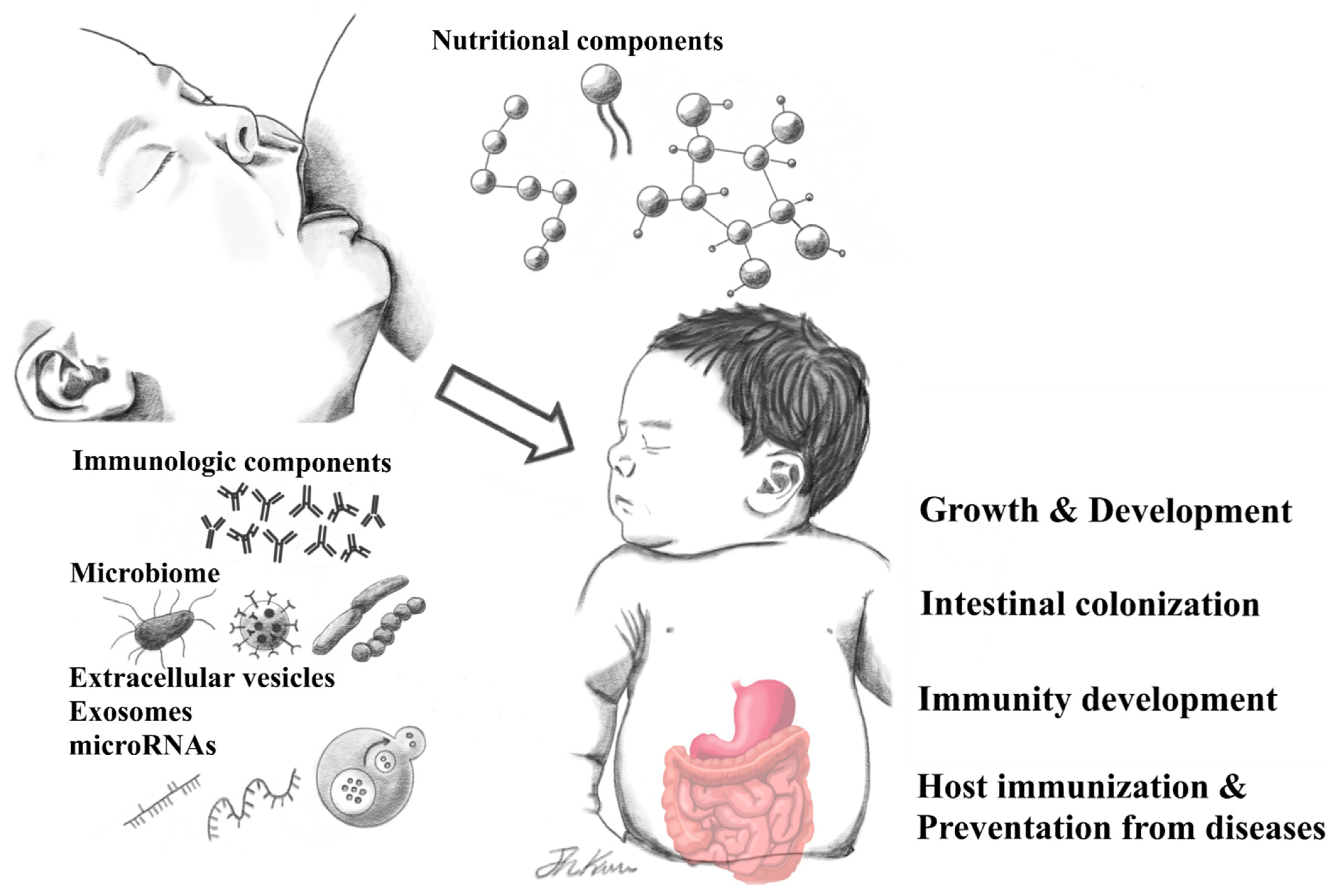 Nutrients Free Full-Text Human Breast Milk Composition and Function in Human Health From Nutritional Components to Microbiome and MicroRNAs image