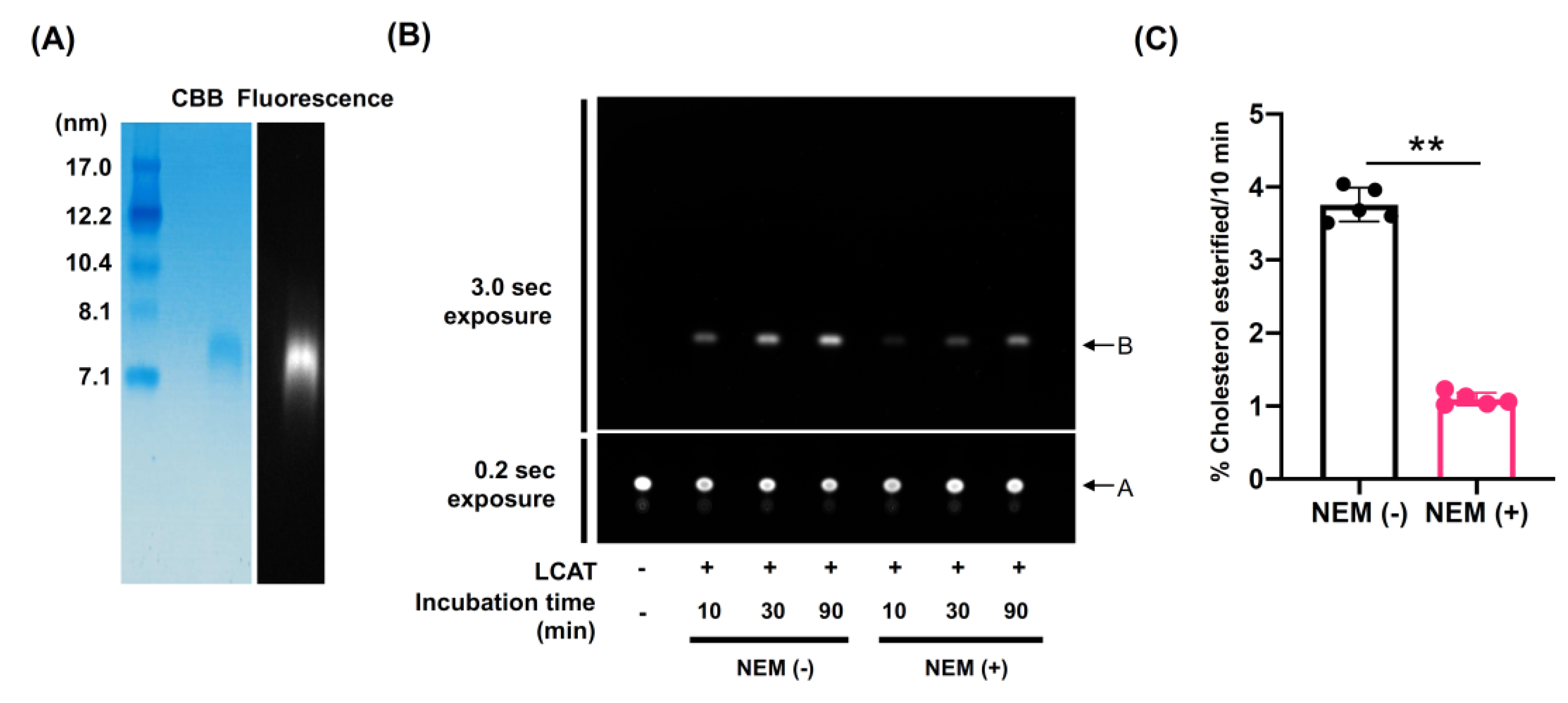 Nutrients 13 03112 g004