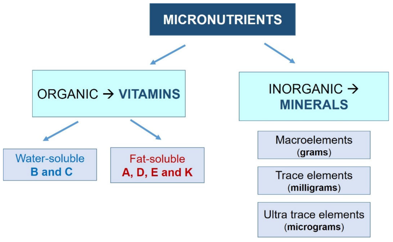 Nutrients 13 03134 g001