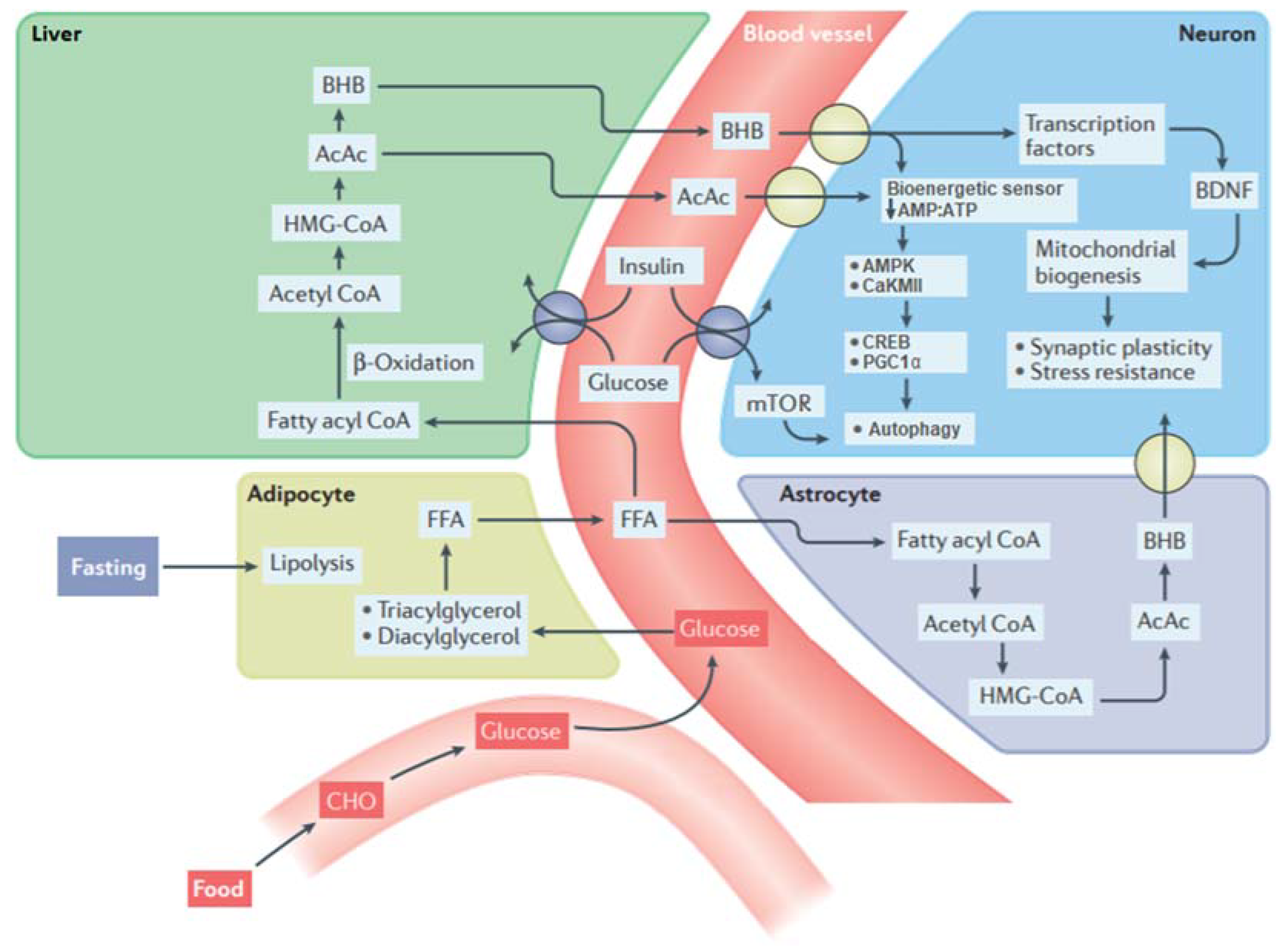 Nutrients 13 03166 g002