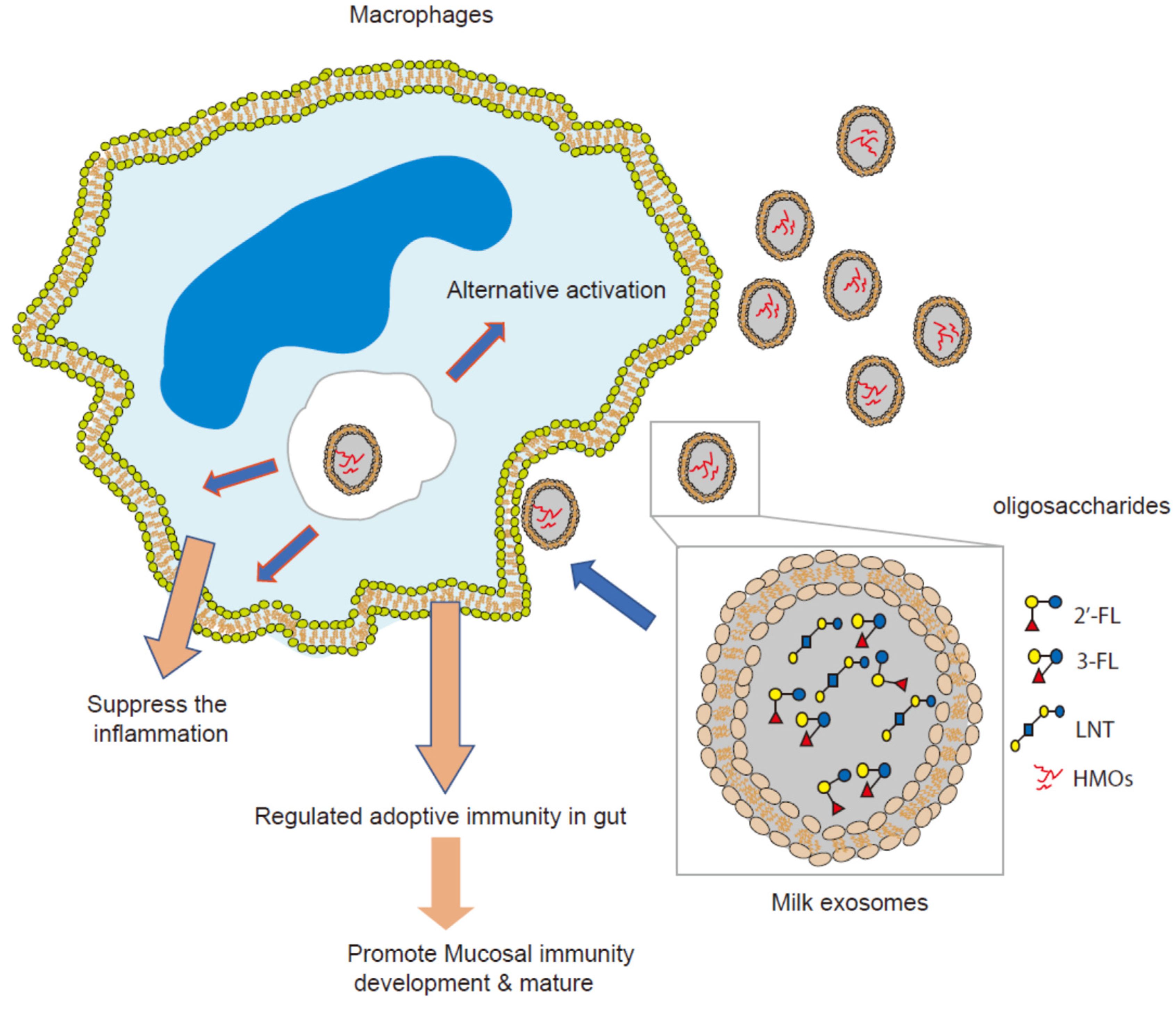 Nutrients 13 03198 g006 Nutrients 13 03198 g006