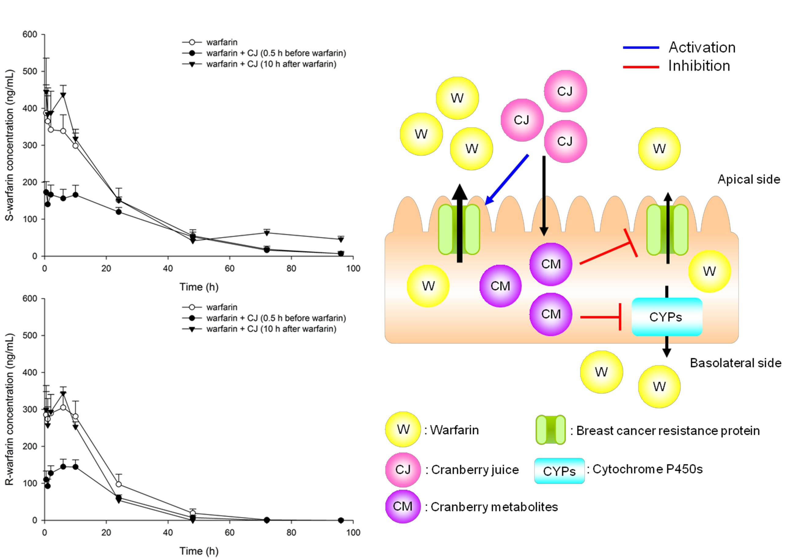 Nutrients Free FullText Bidirectional Influences of Cranberry on