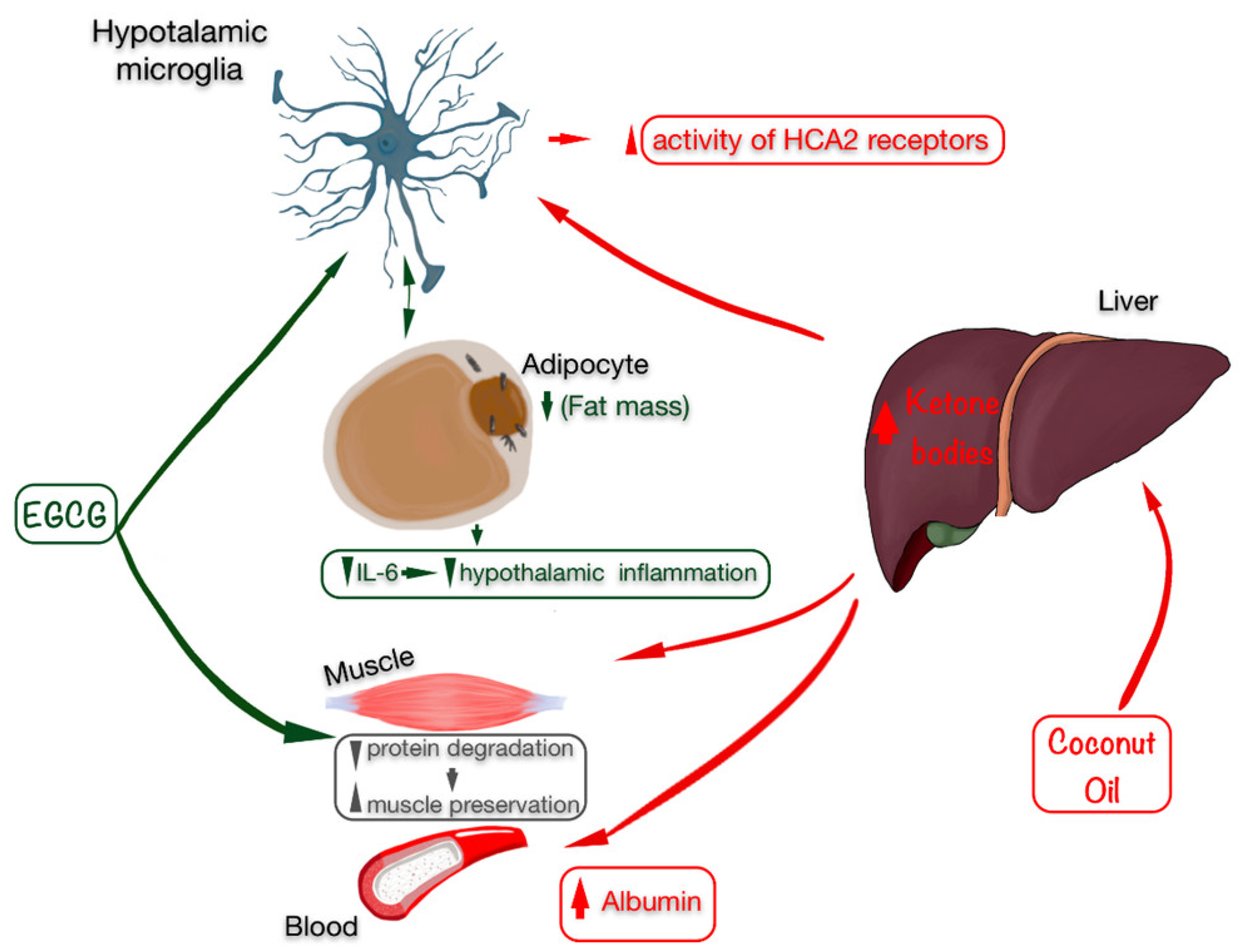 Nutrients 13 03230 g002 Nutrients 13 03230 g002