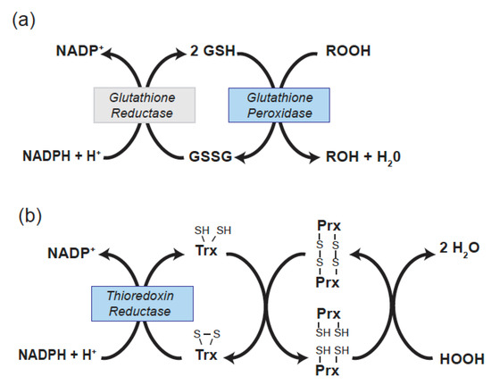 selenium dependent glutathione peroxidase Selenium, a Micronutrient That Modulates Cardiovascular Health via Redox  Enzymology