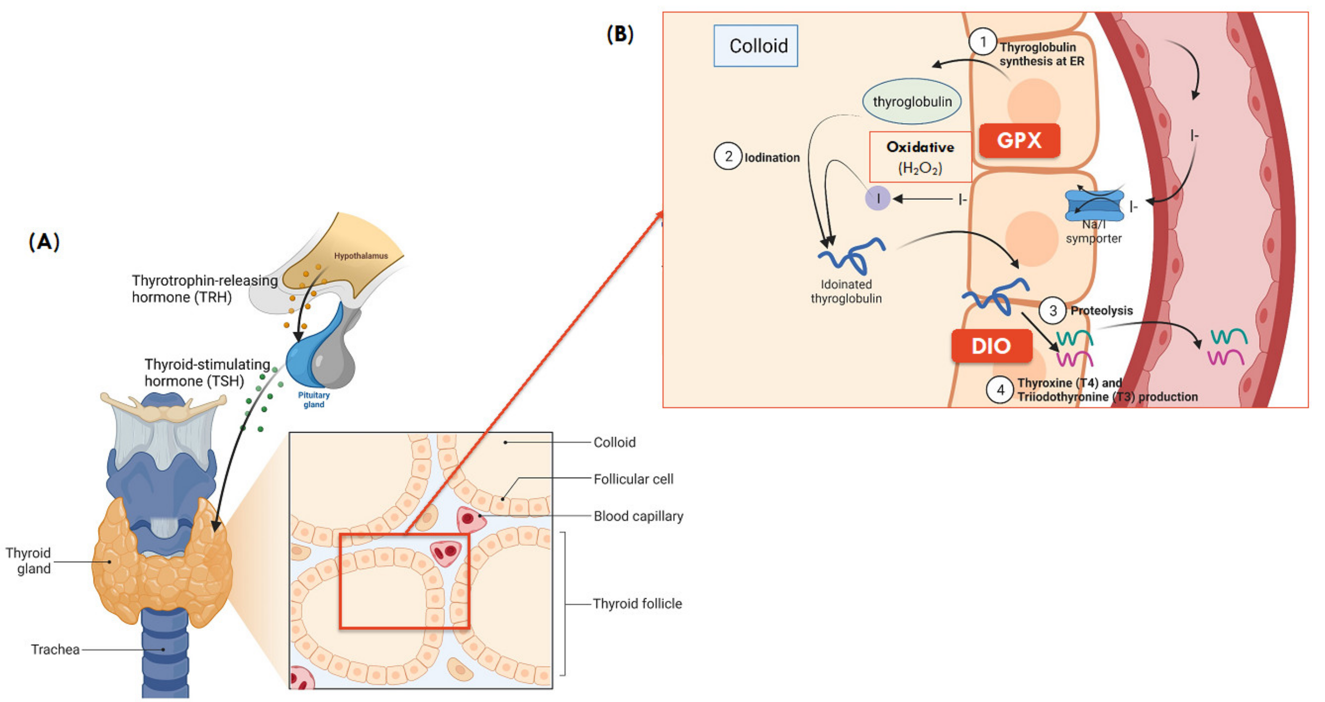 Nutrients 13 03256 g002