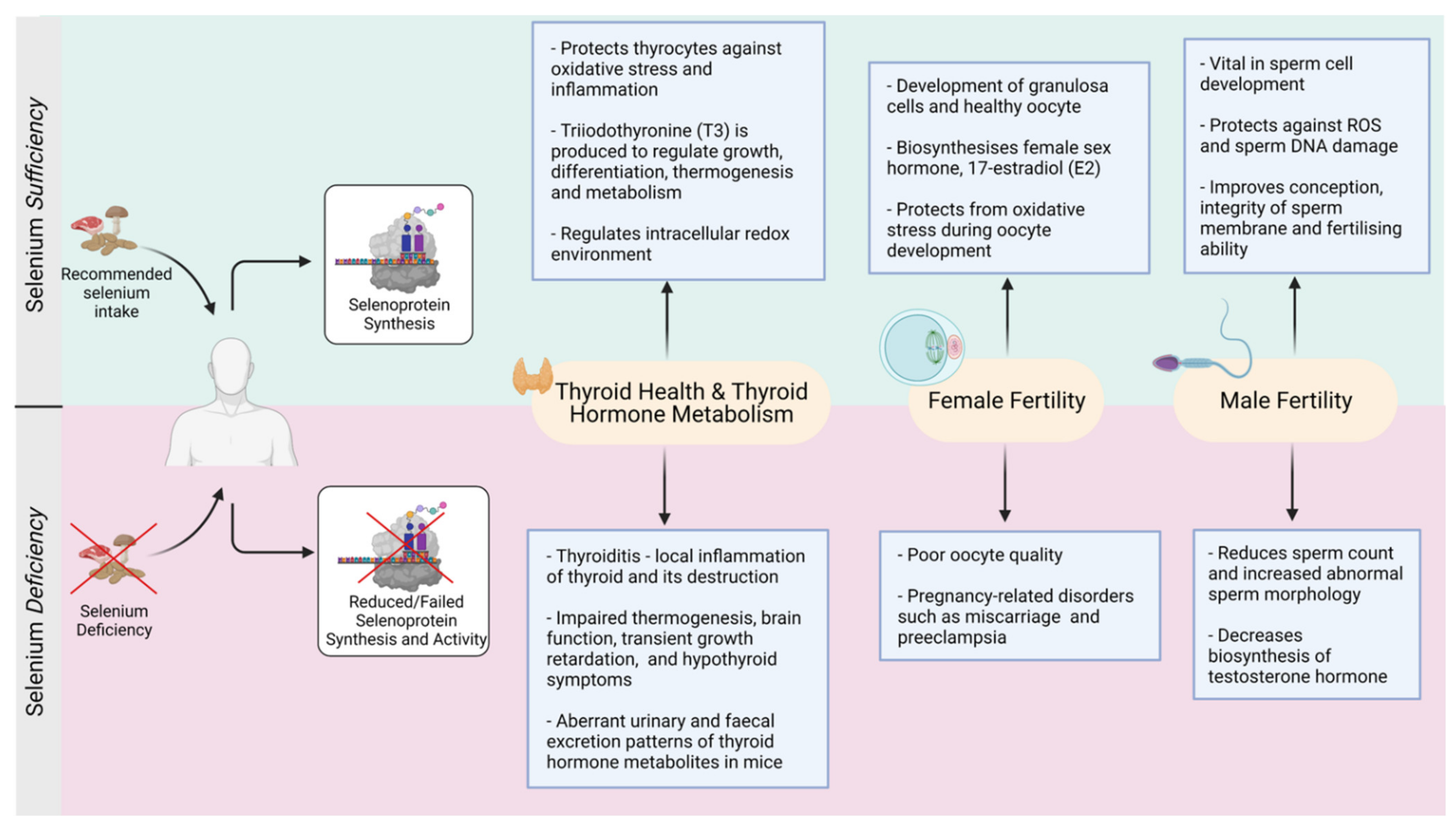 Nutrients 13 03256 g003