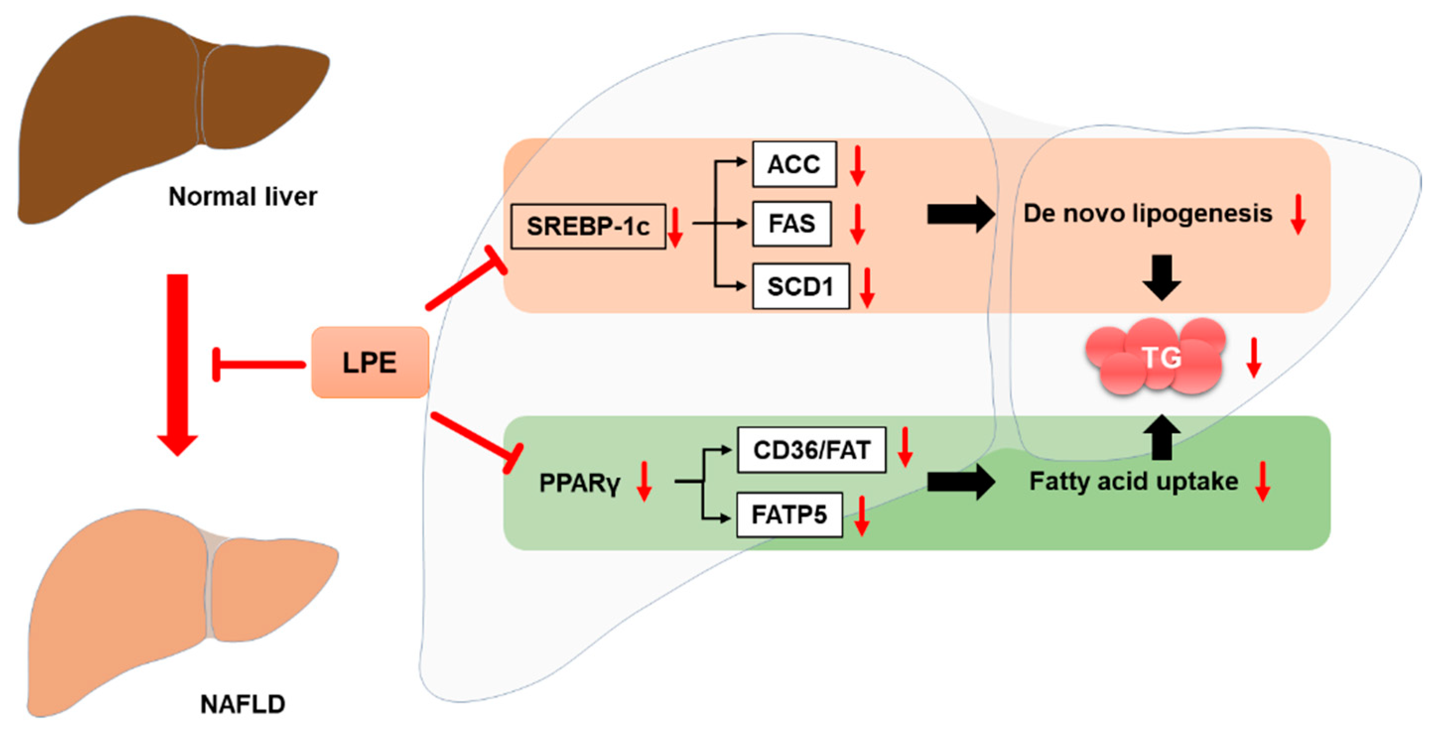 Nutrients 13 03338 g008 Nutrients 13 03338 g008