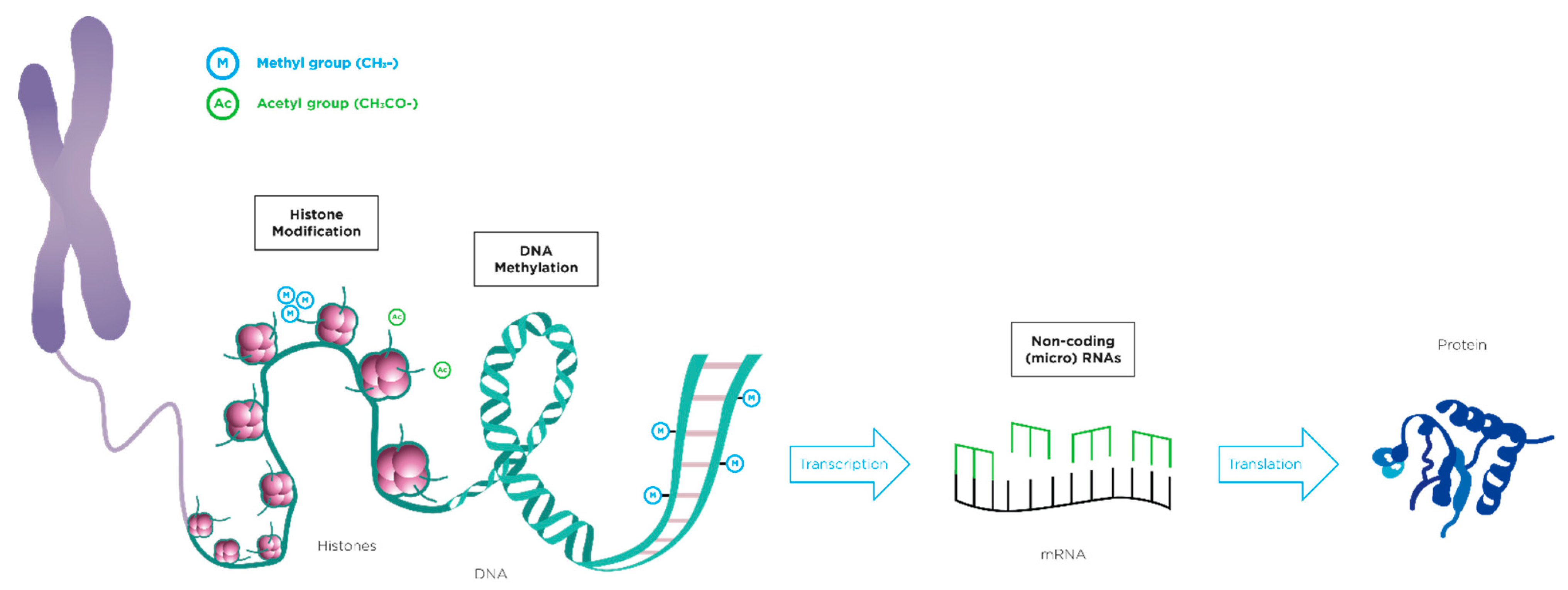Nutrients 13 03351 g001 550