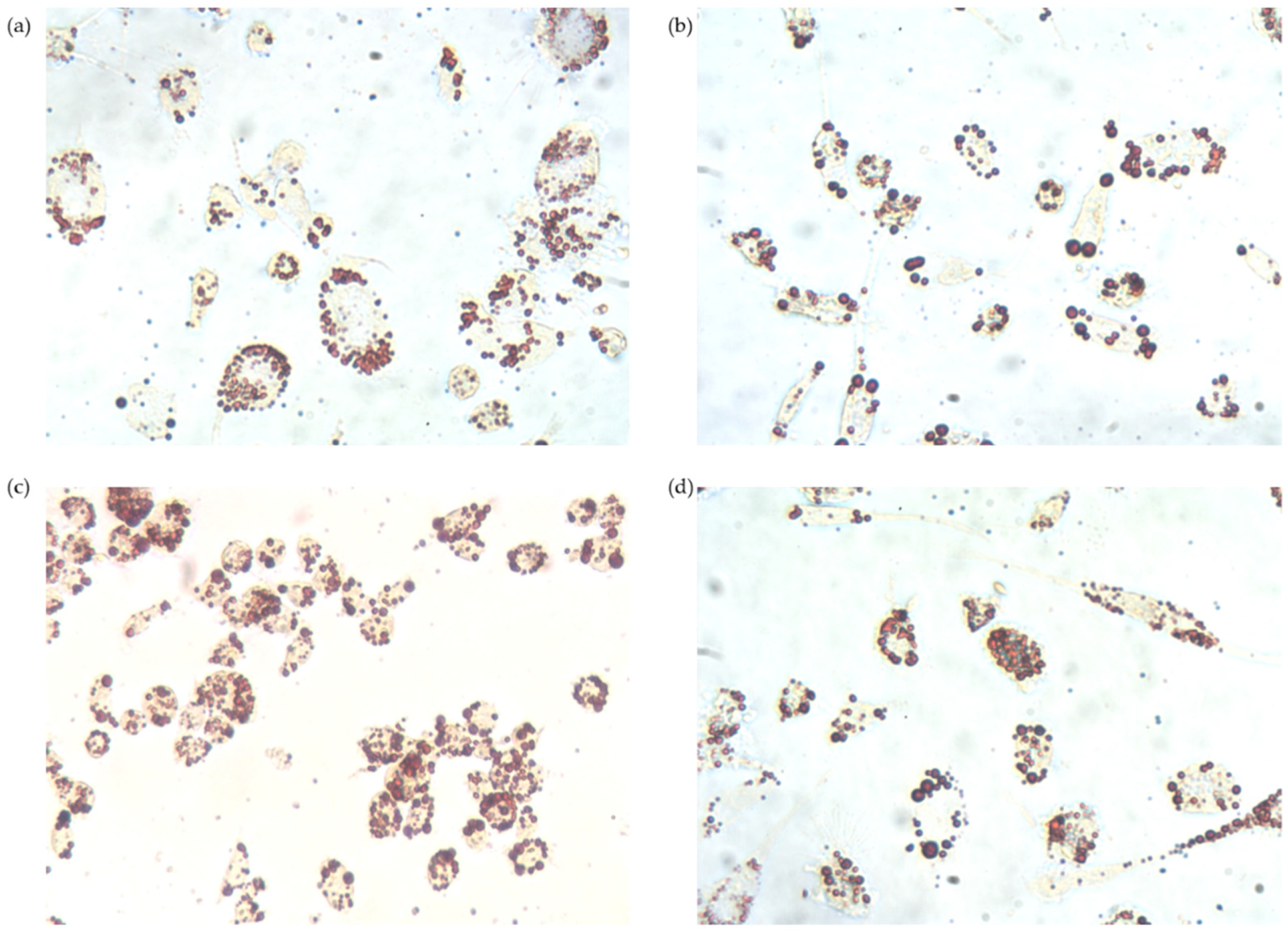 Nutrients 13 03471 g005 Nutrients 13 03471 g005