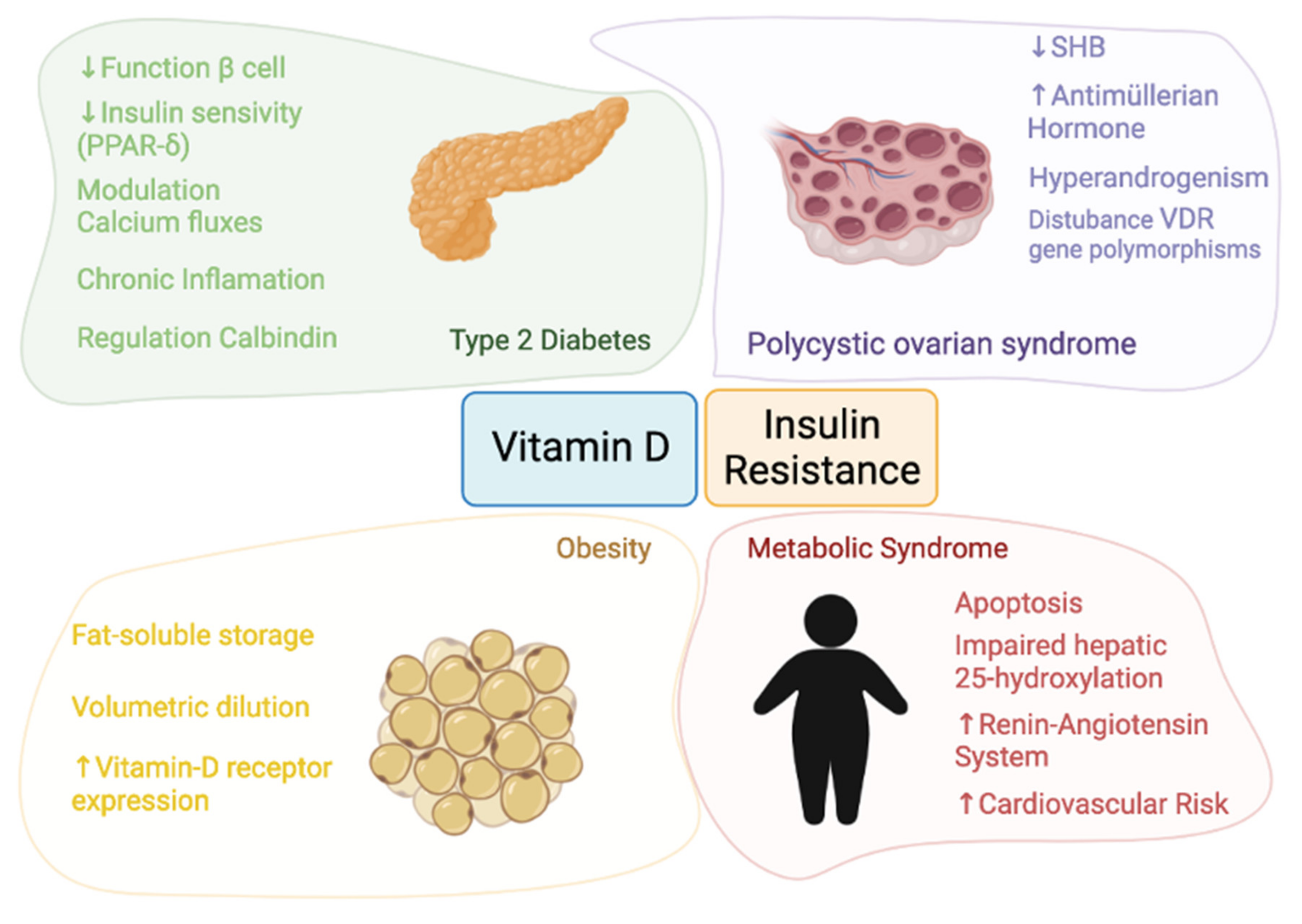 La vitamina d adelgaza