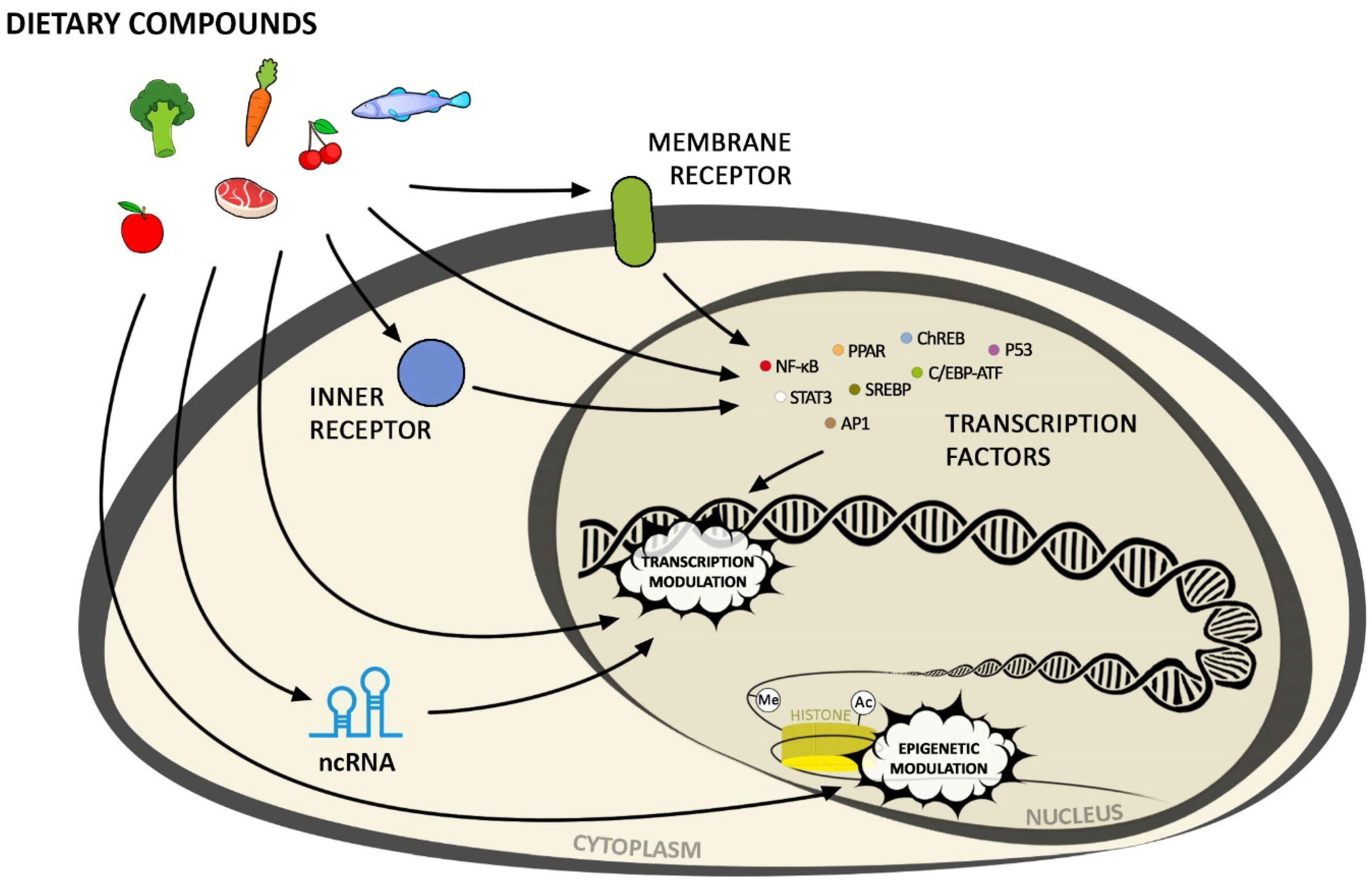 Influence of the Bioactive Diet Components on the Gene
