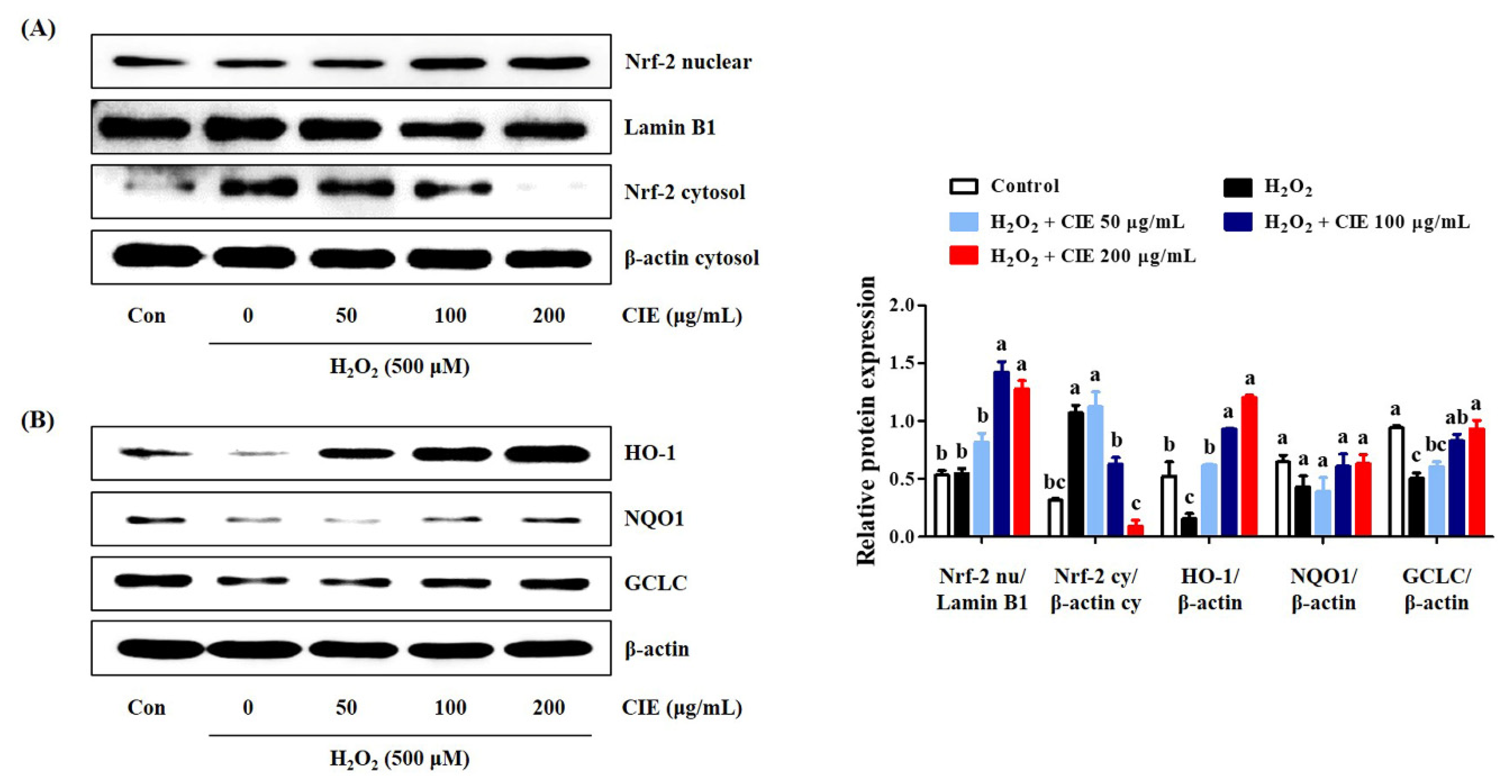 Nutrients 13 03690 g005 Nutrients 13 03690 g005
