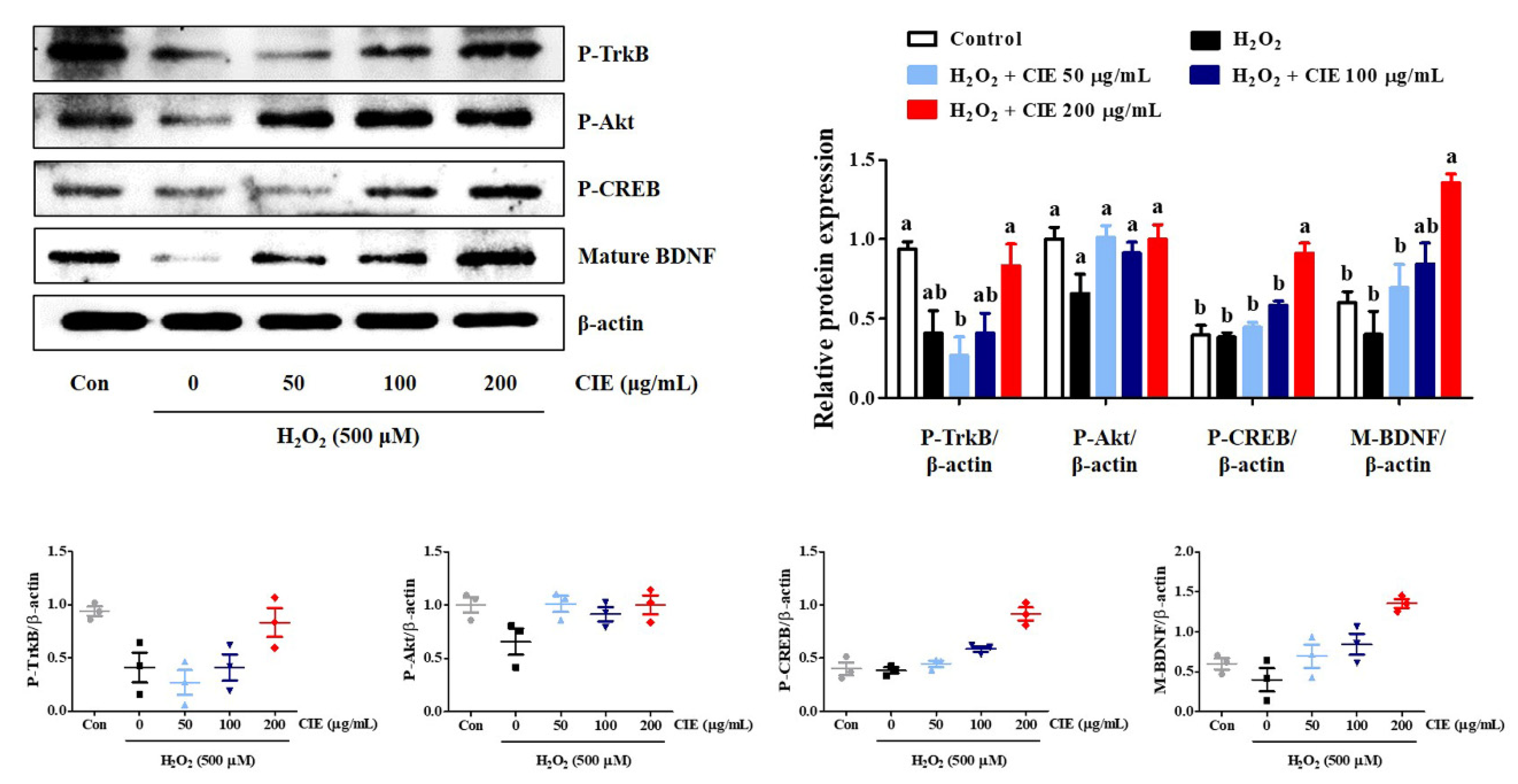 Nutrients 13 03690 g006 Nutrients 13 03690 g006