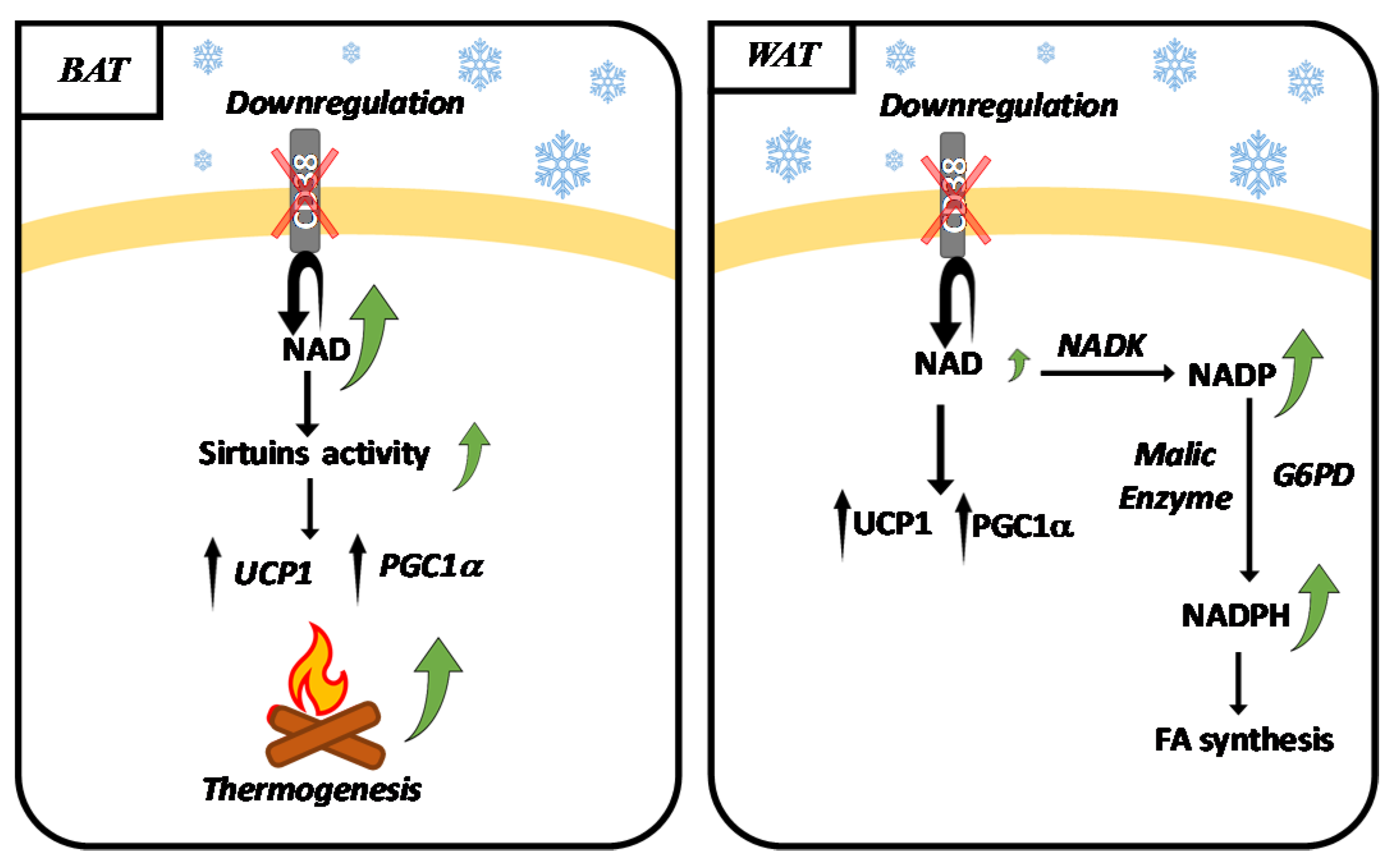 Nutrients 13 03734 g001