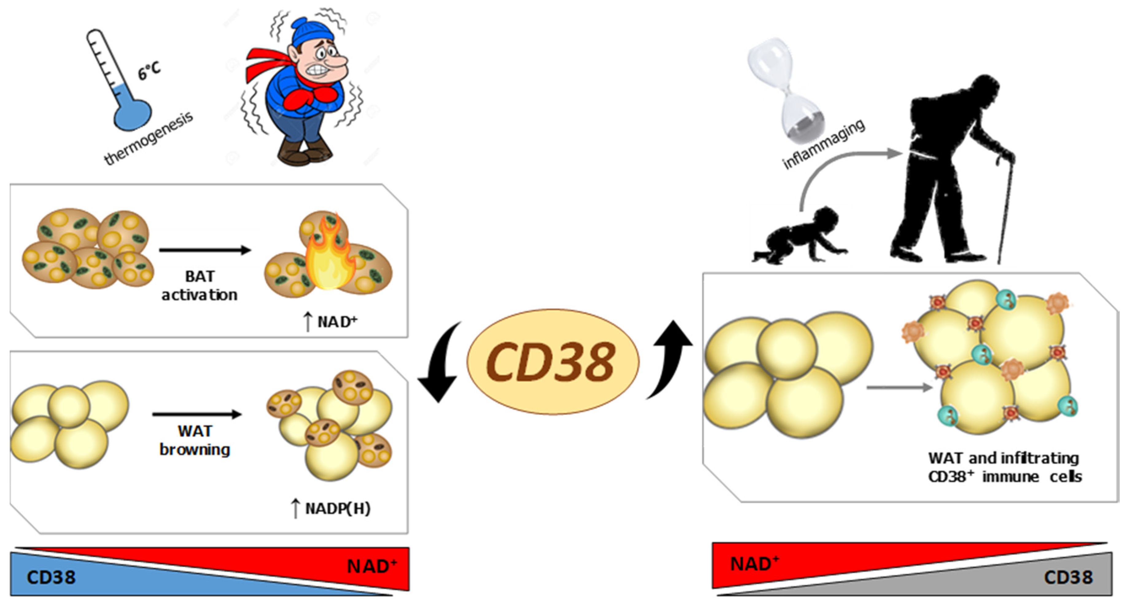 Nutrients 13 03734 g002