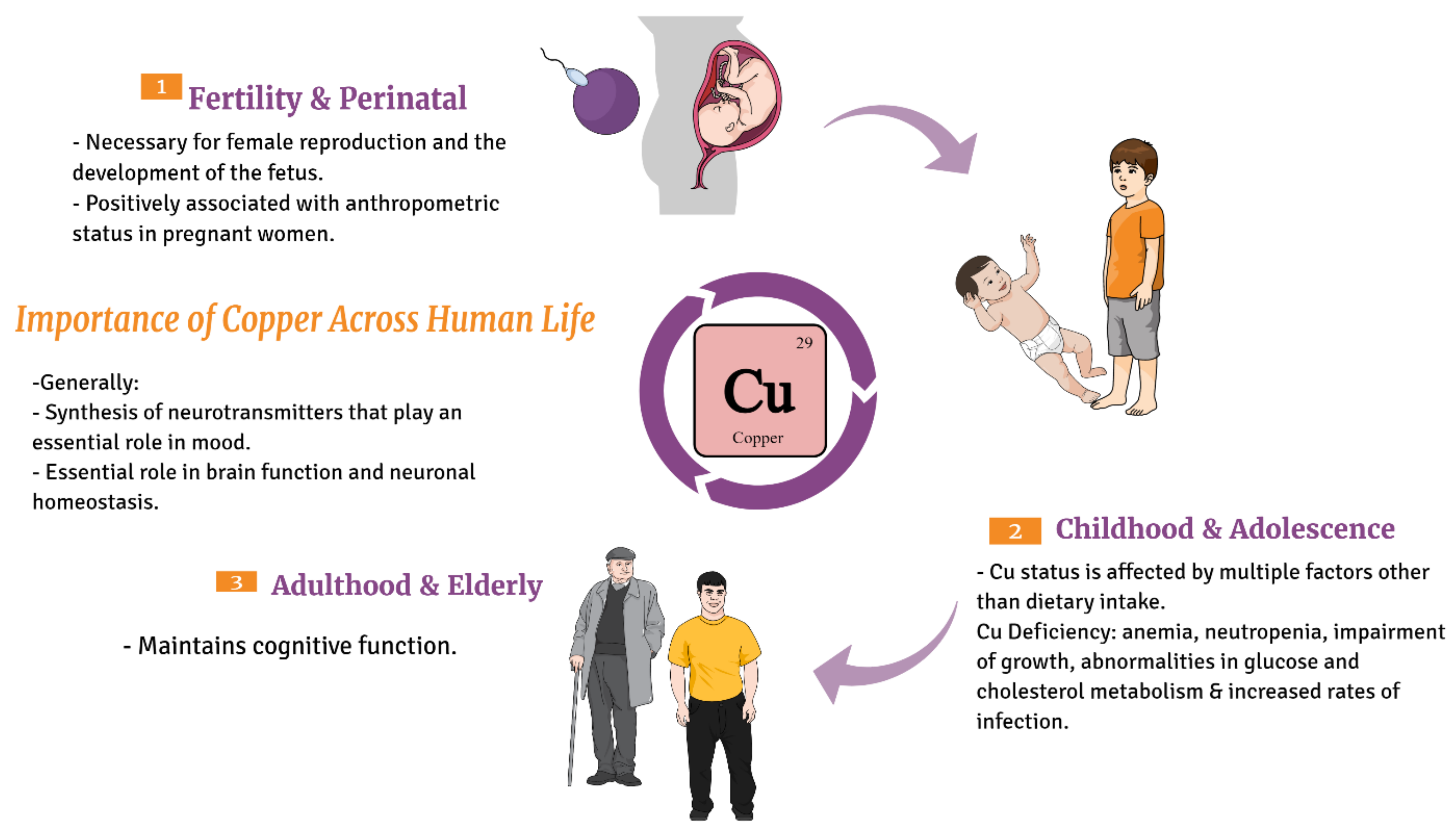 Nutrients 13 03740 g002 Nutrients 13 03740 g002