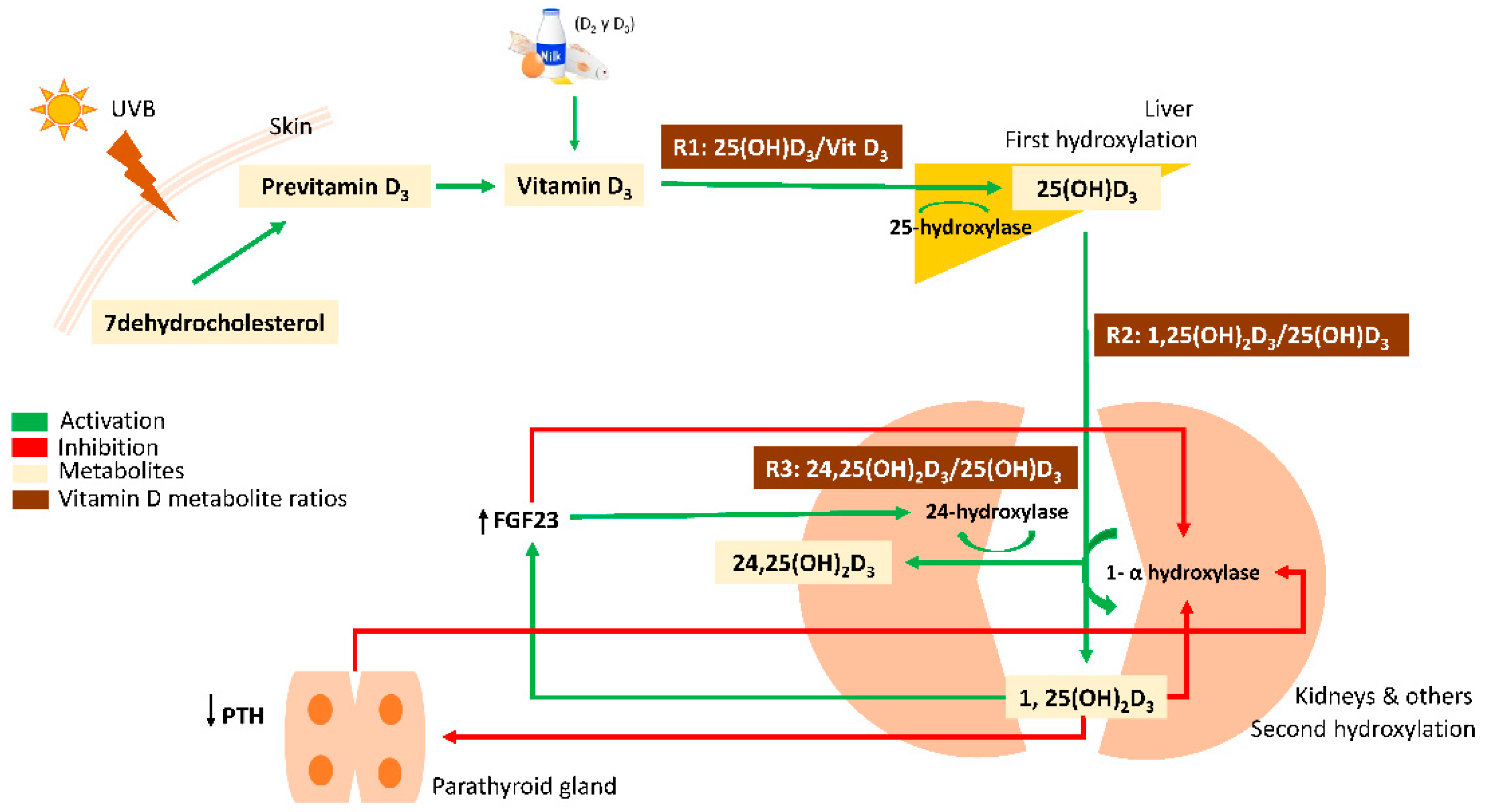 Nutrients 13 03747 g001