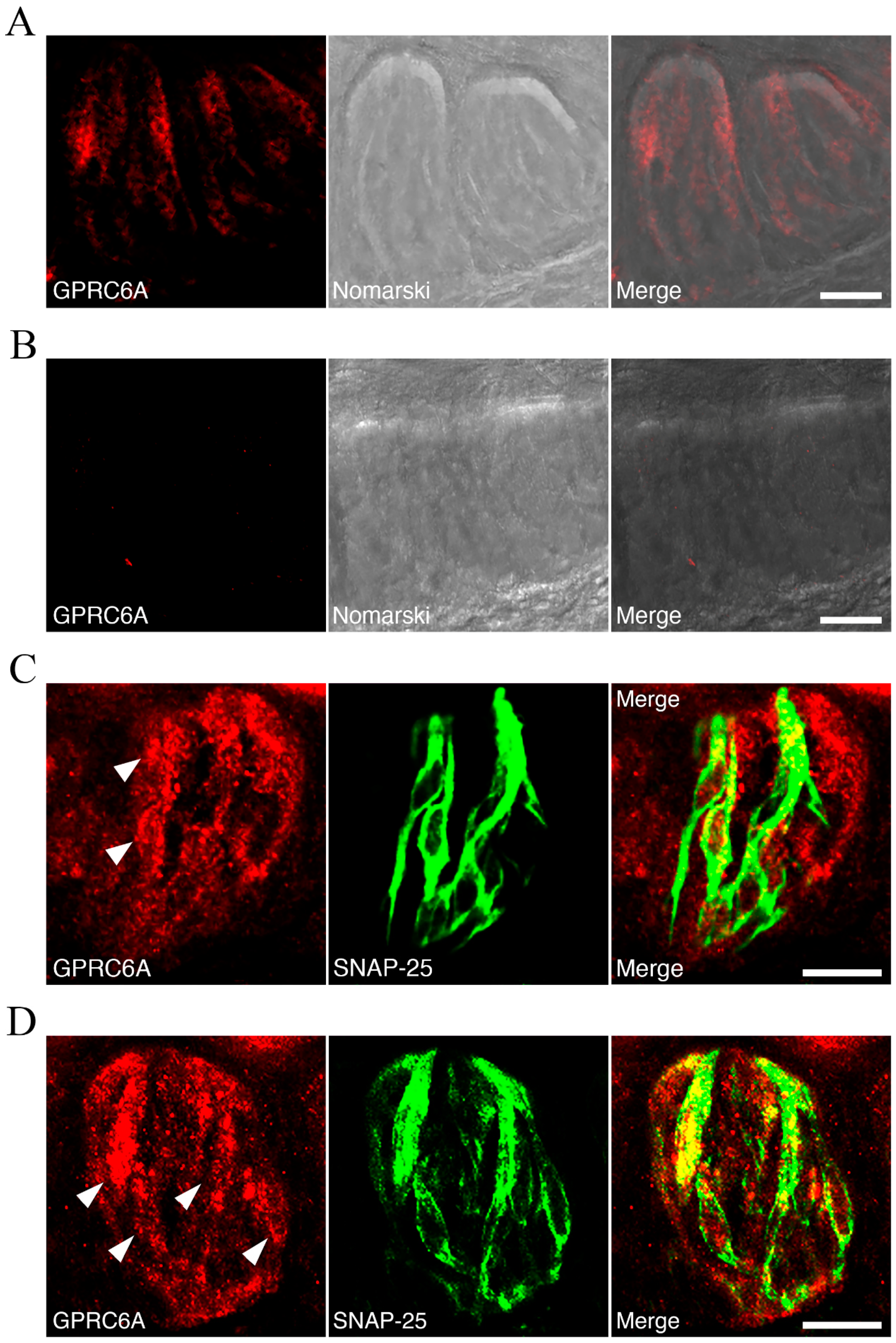 Nutrients 13 03749 g009 550