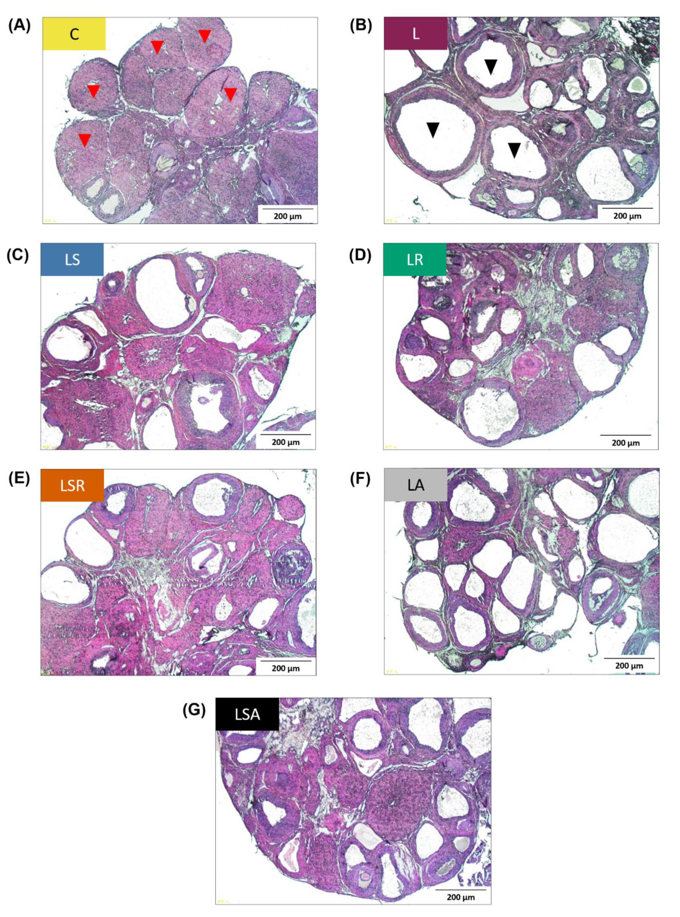 Nutrients 13 03759 g003 Nutrients 13 03759 g003