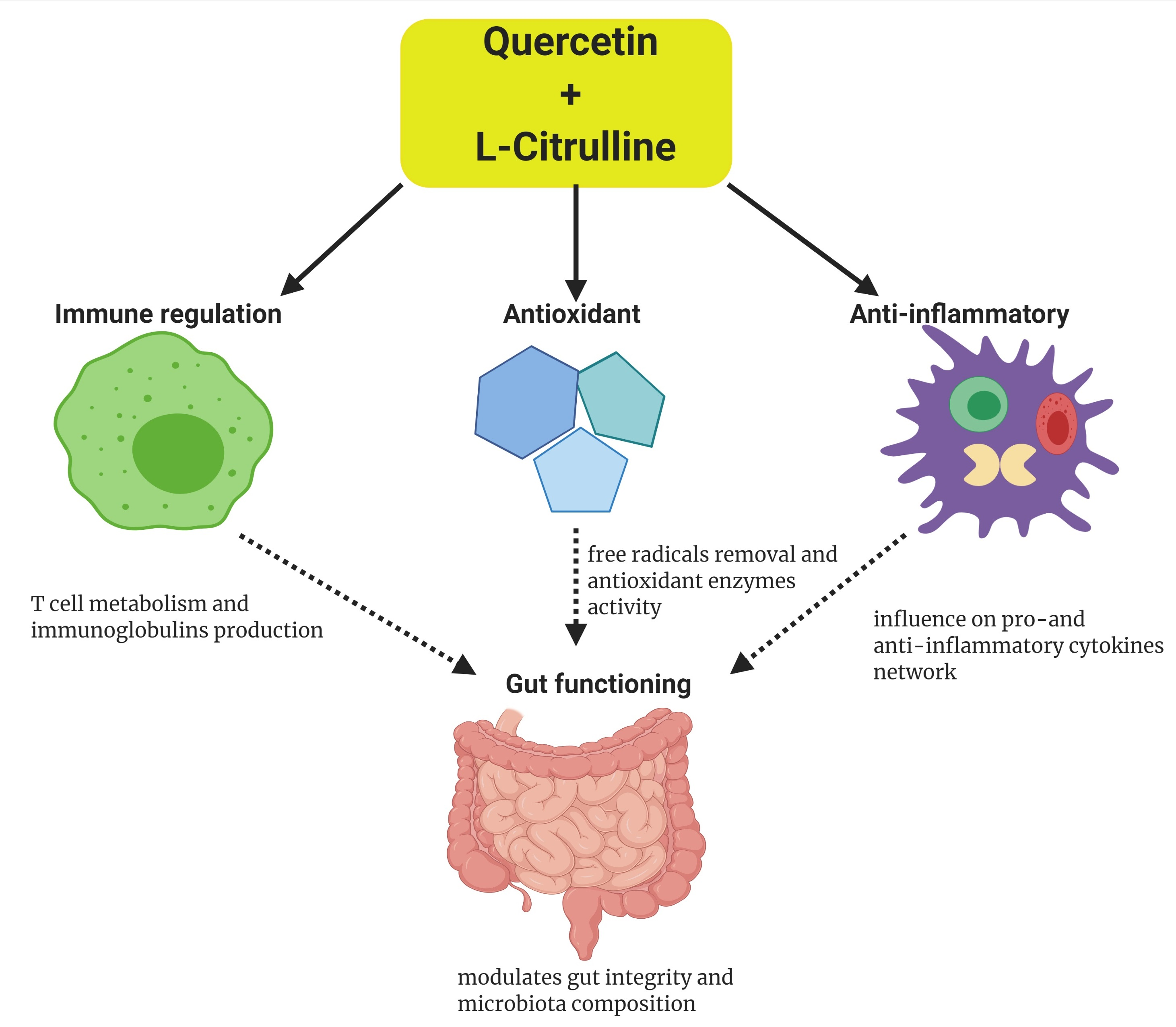 Nutrients | Free Full-Text | Potential Implications of Citrulline 