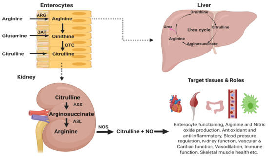 もこ Potential Implications of Citrulline and Quercetin on Gut