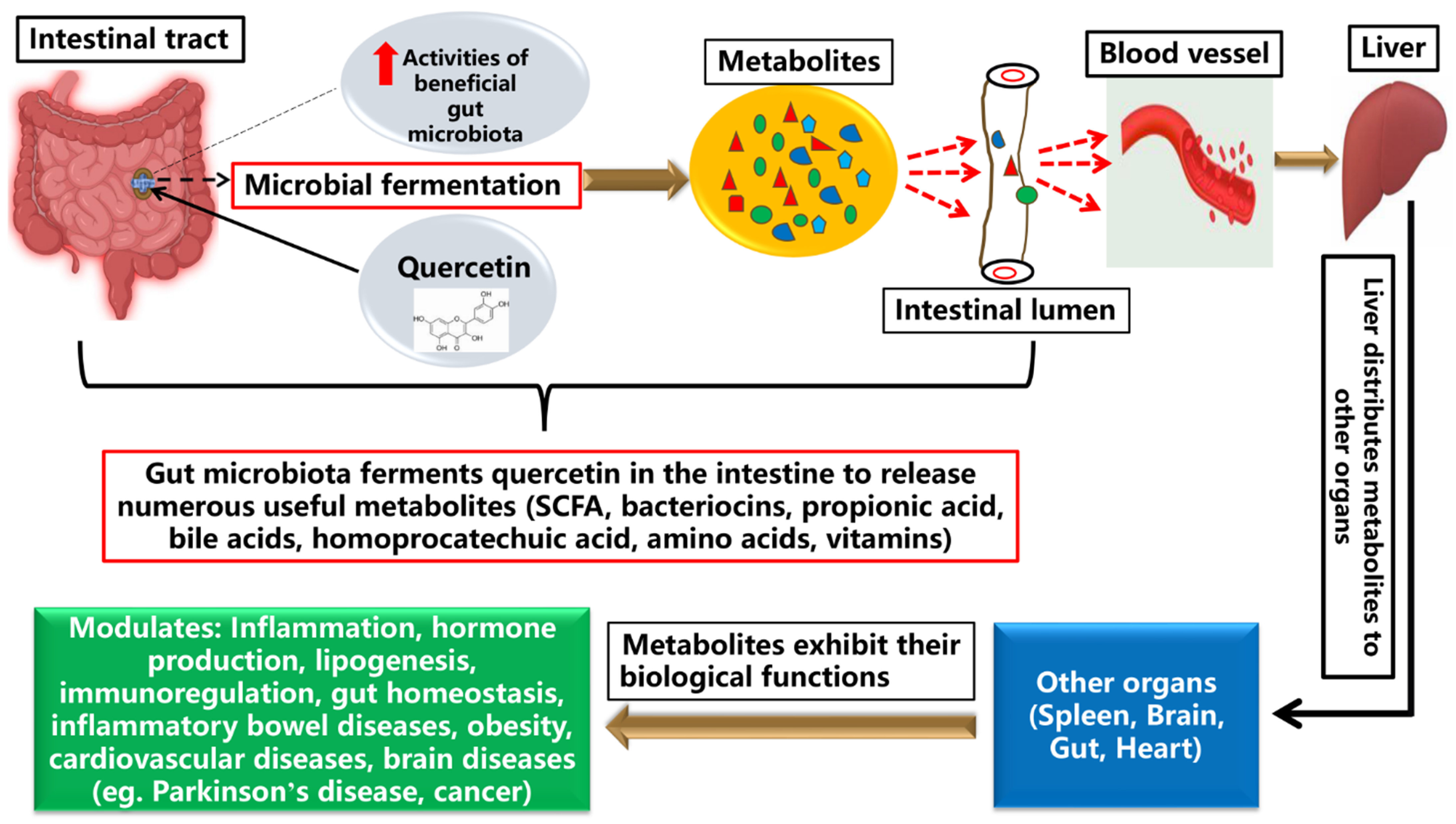 もこ Potential Implications of Citrulline and Quercetin on Gut