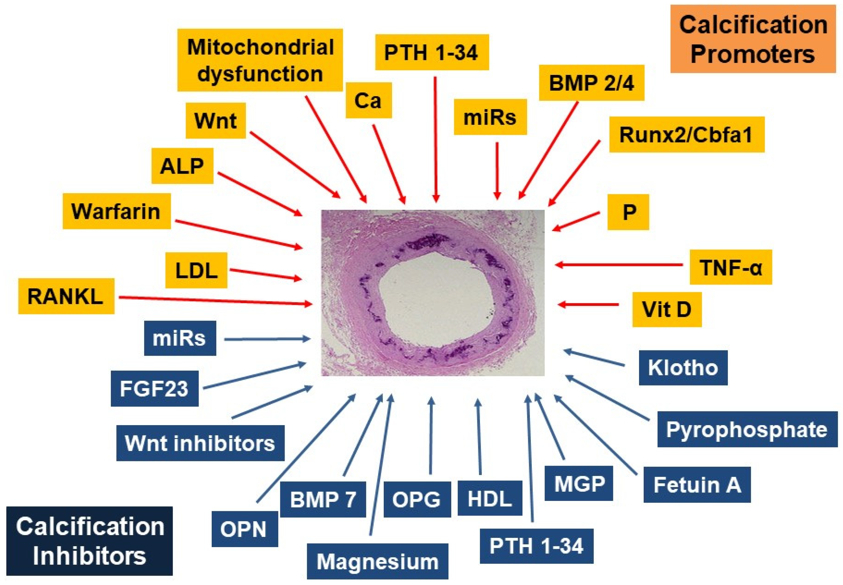 Nutrients 13 03835 g002