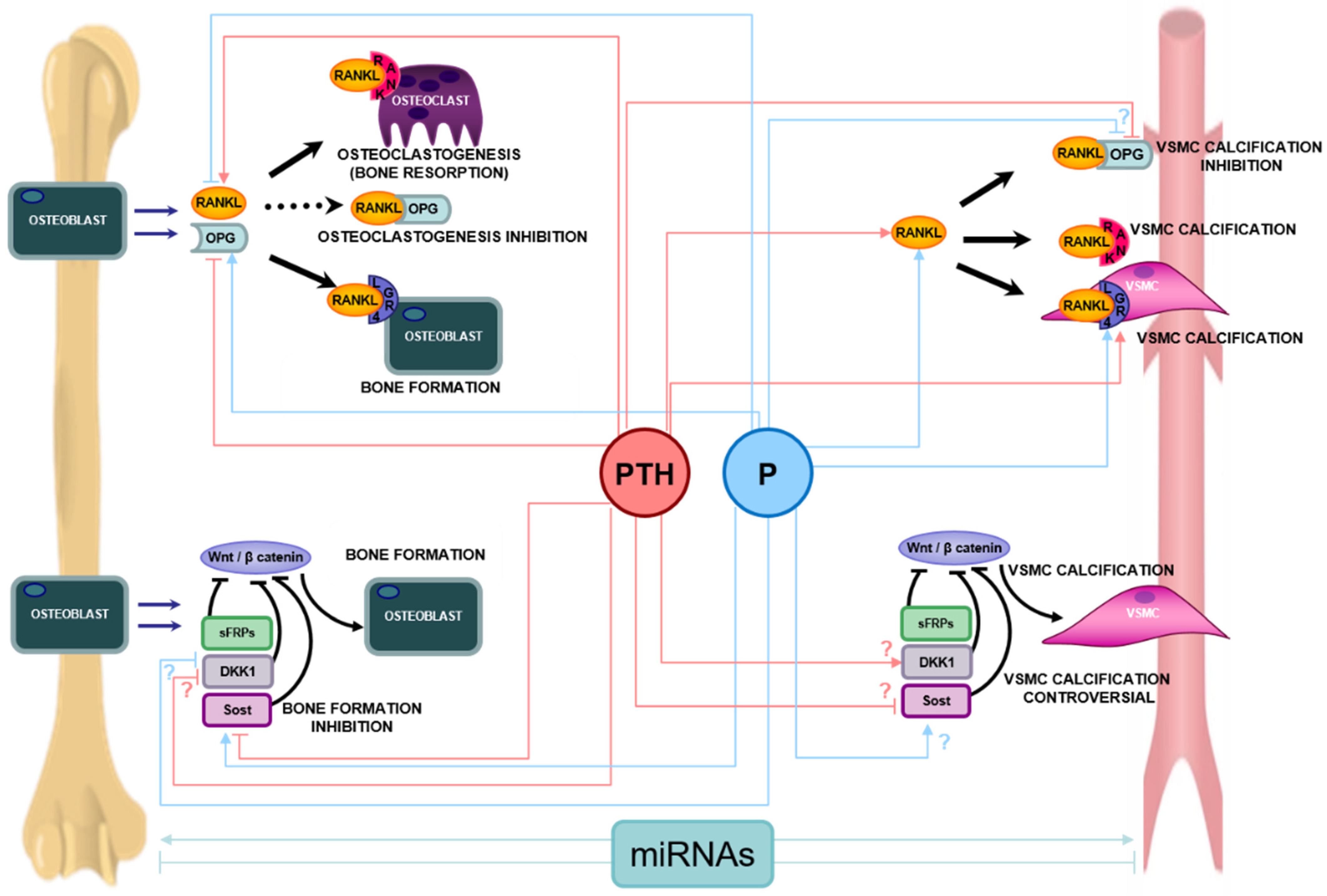 Nutrients 13 03835 g003