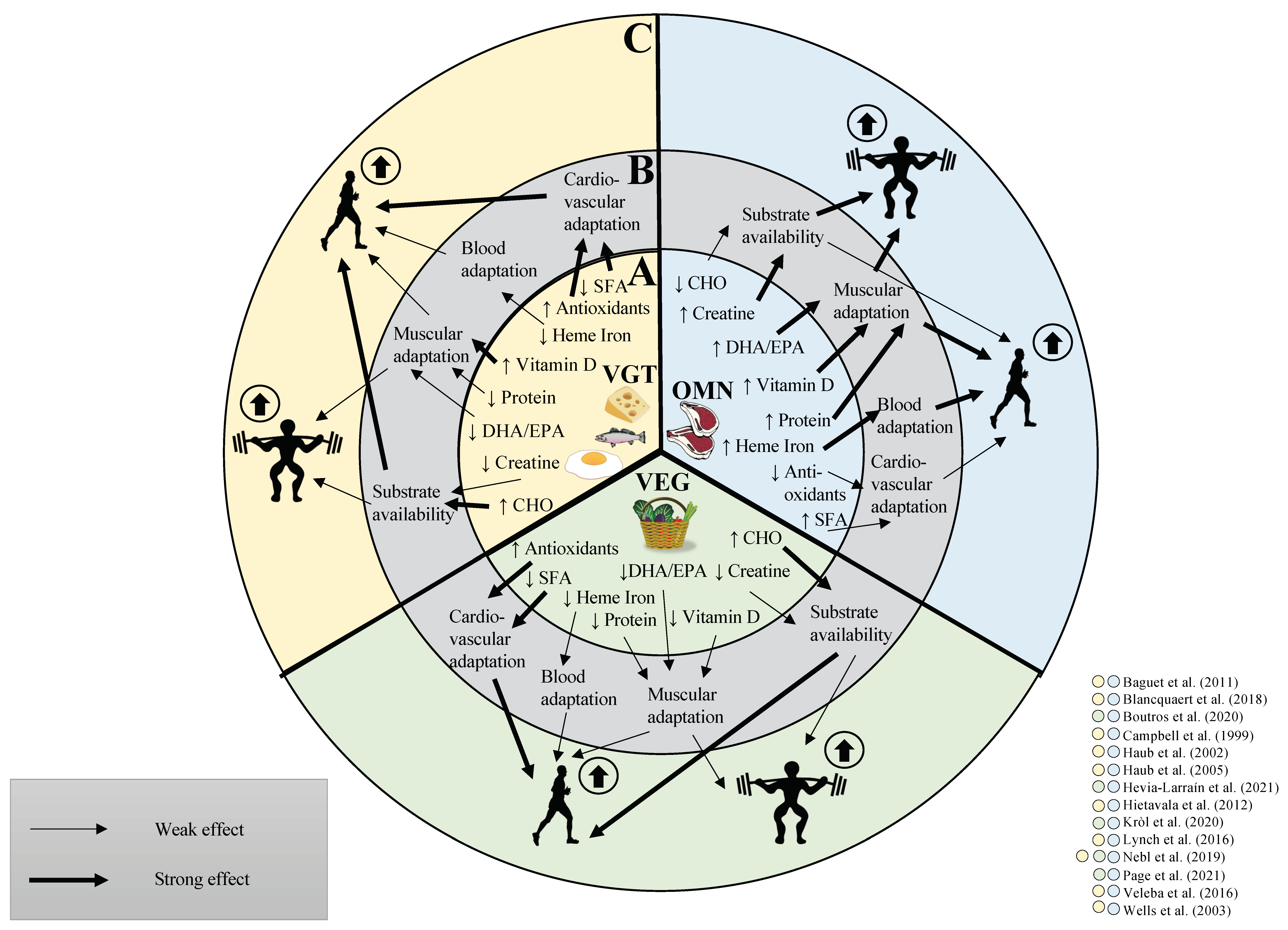Nutrients | Free Full-Text | The Impact of Vegan and Vegetarian Diets on Physical Performance and Molecular Signaling in Skeletal Muscle | HTML