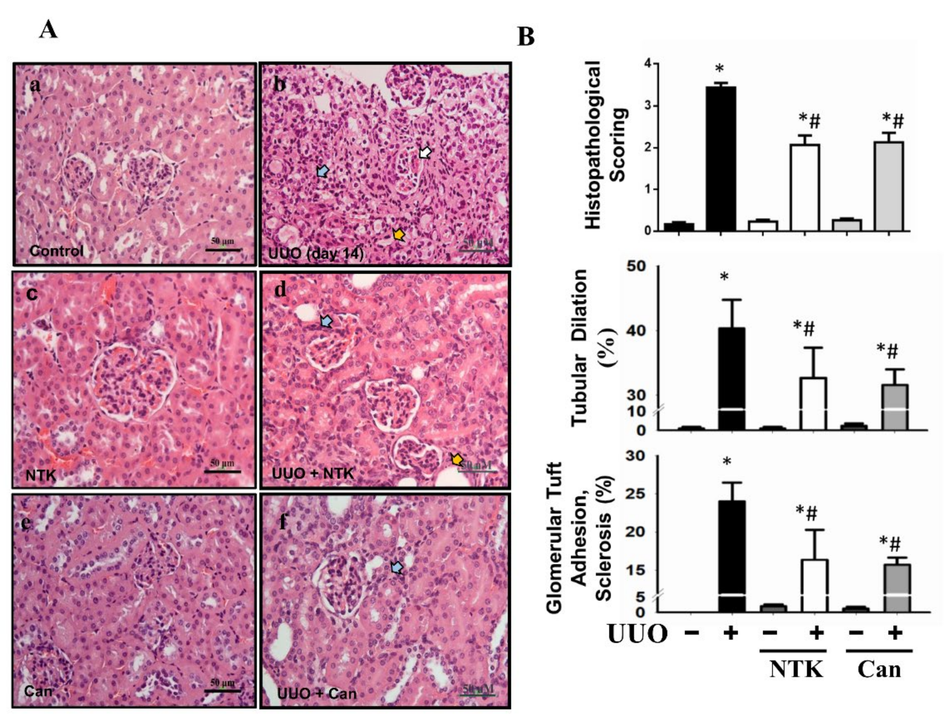 Nutrients 13 03921 g001 550