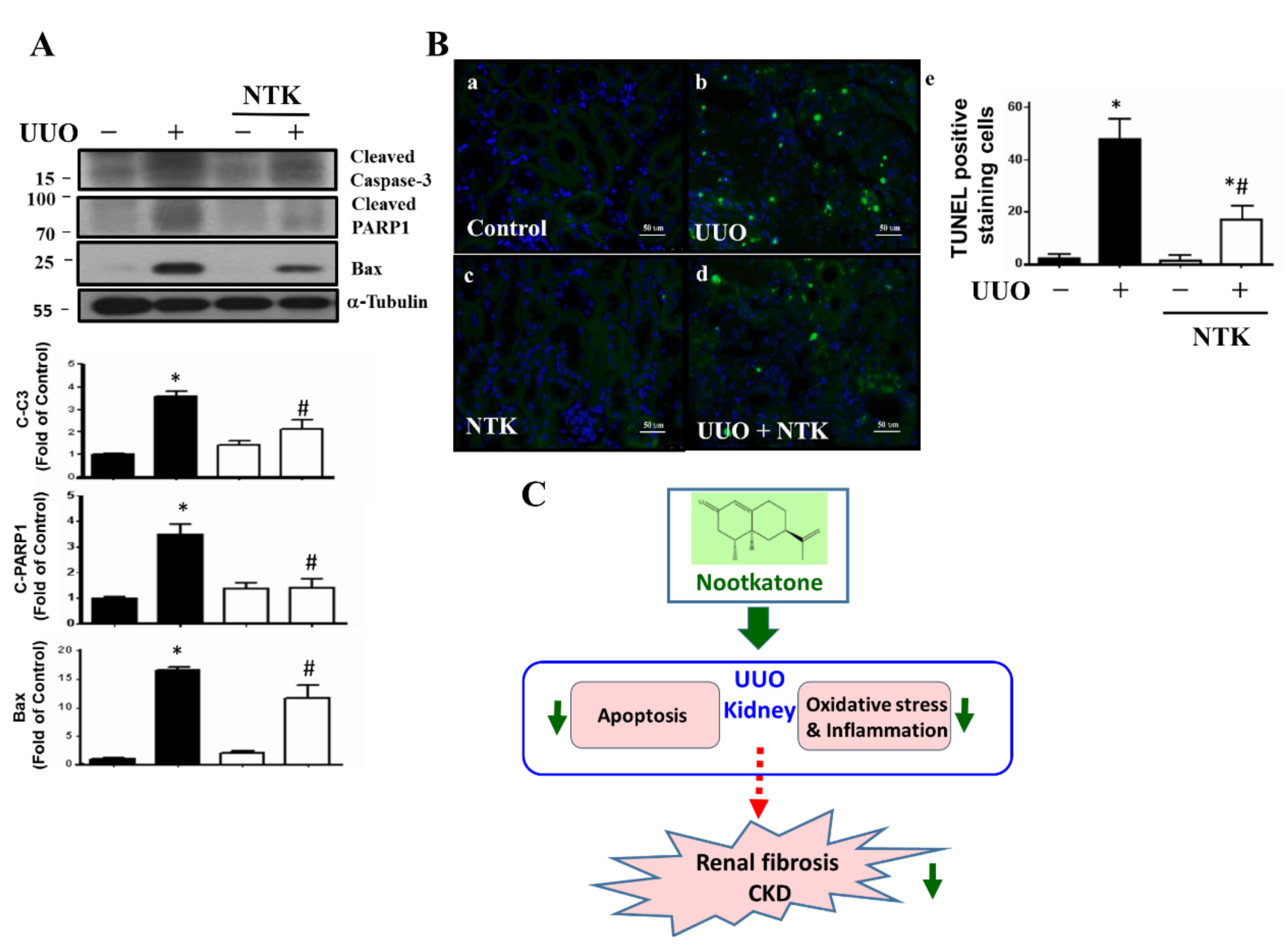 Nutrients 13 03921 g007 550