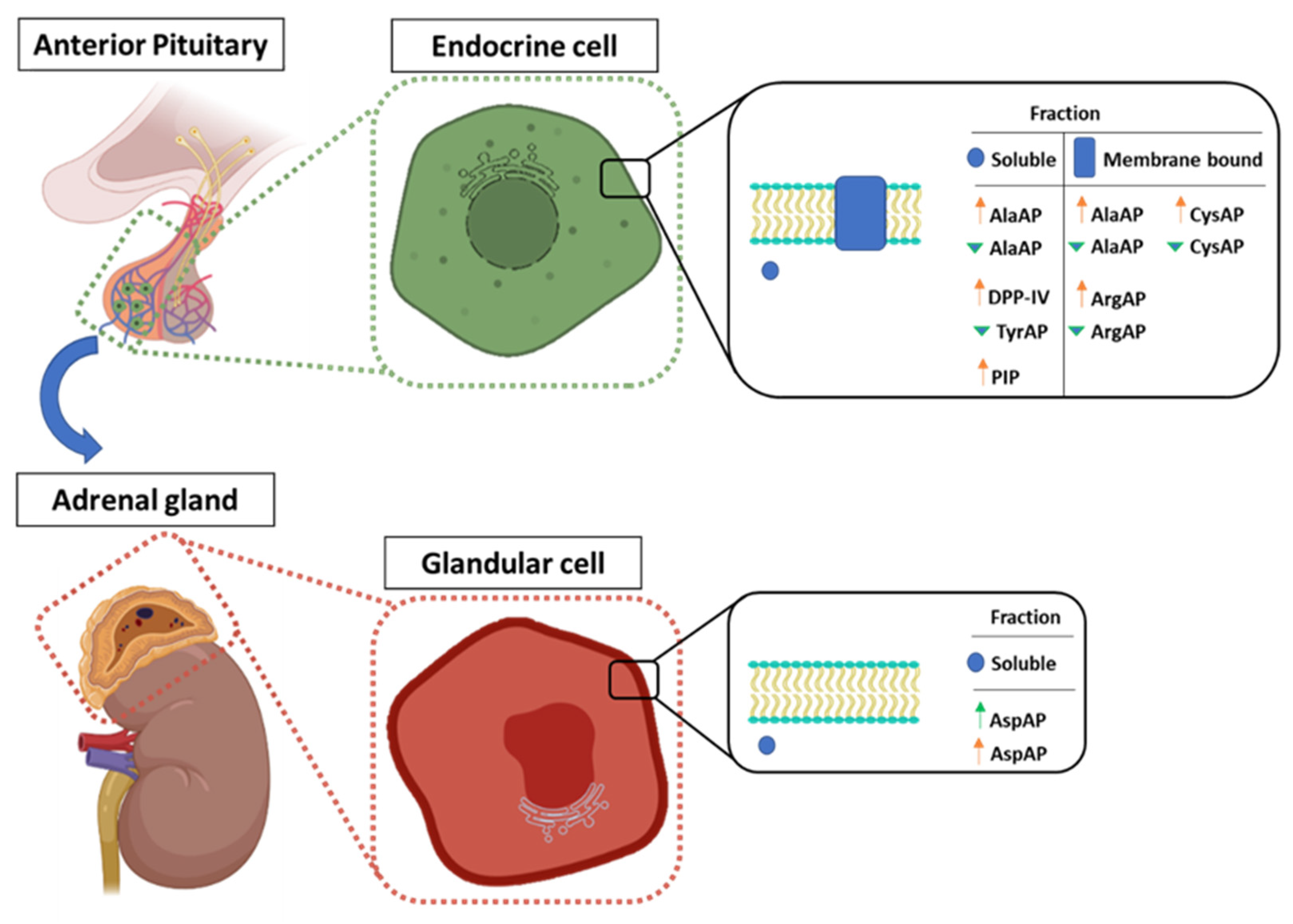 Nutrients 13 03939 g006