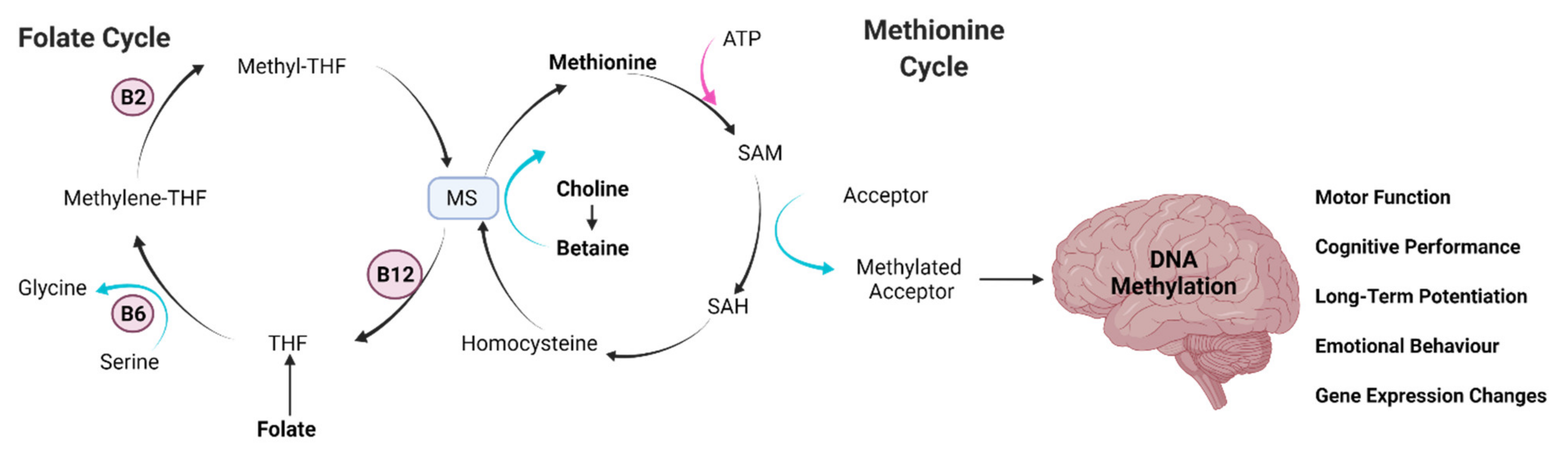 PDF) Plasma free choline, betaine and cognitive performance: the Hordaland  Health Study