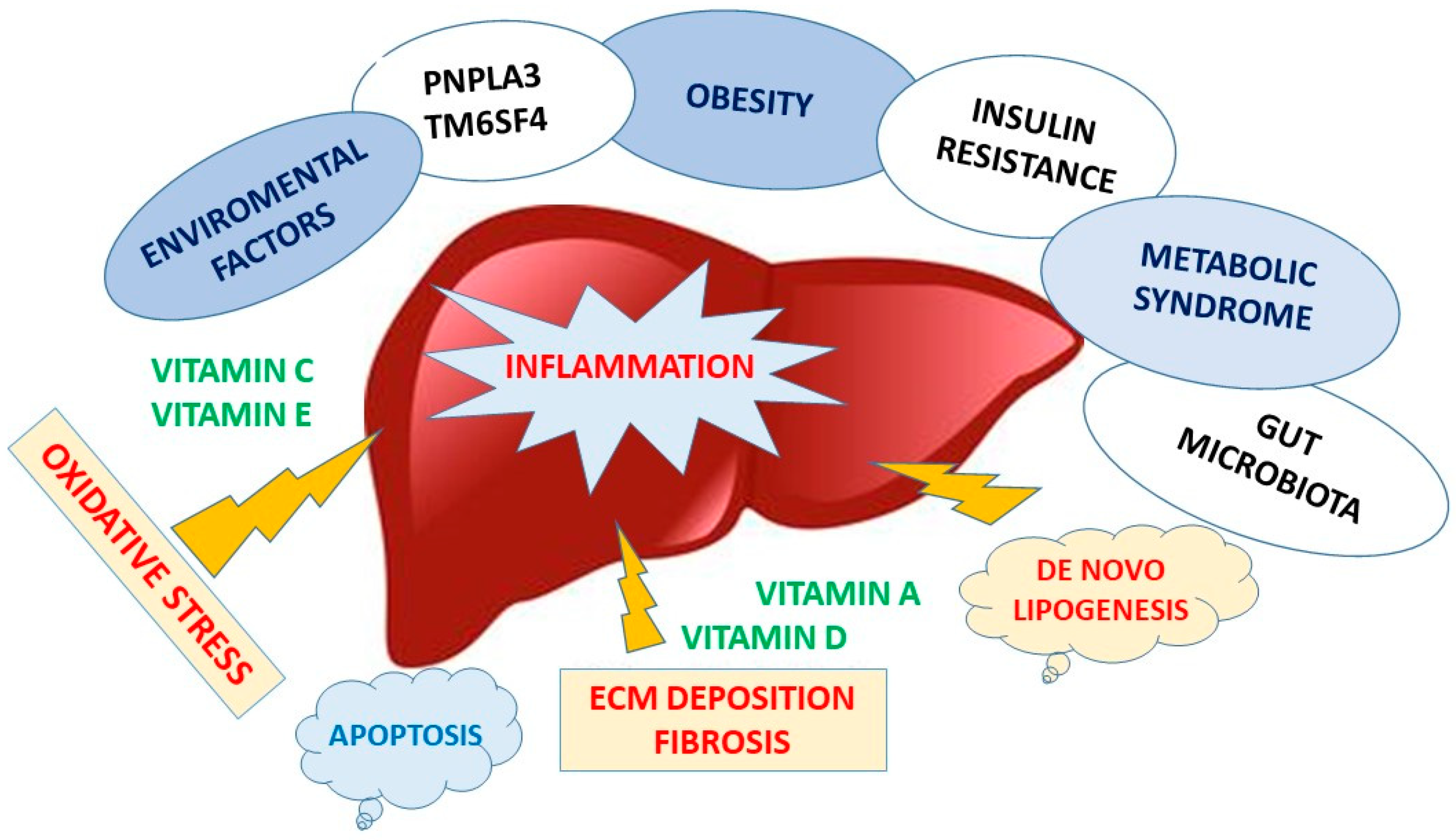 Nutrients Free FullText The Role of Vitamin Deficiency in Liver