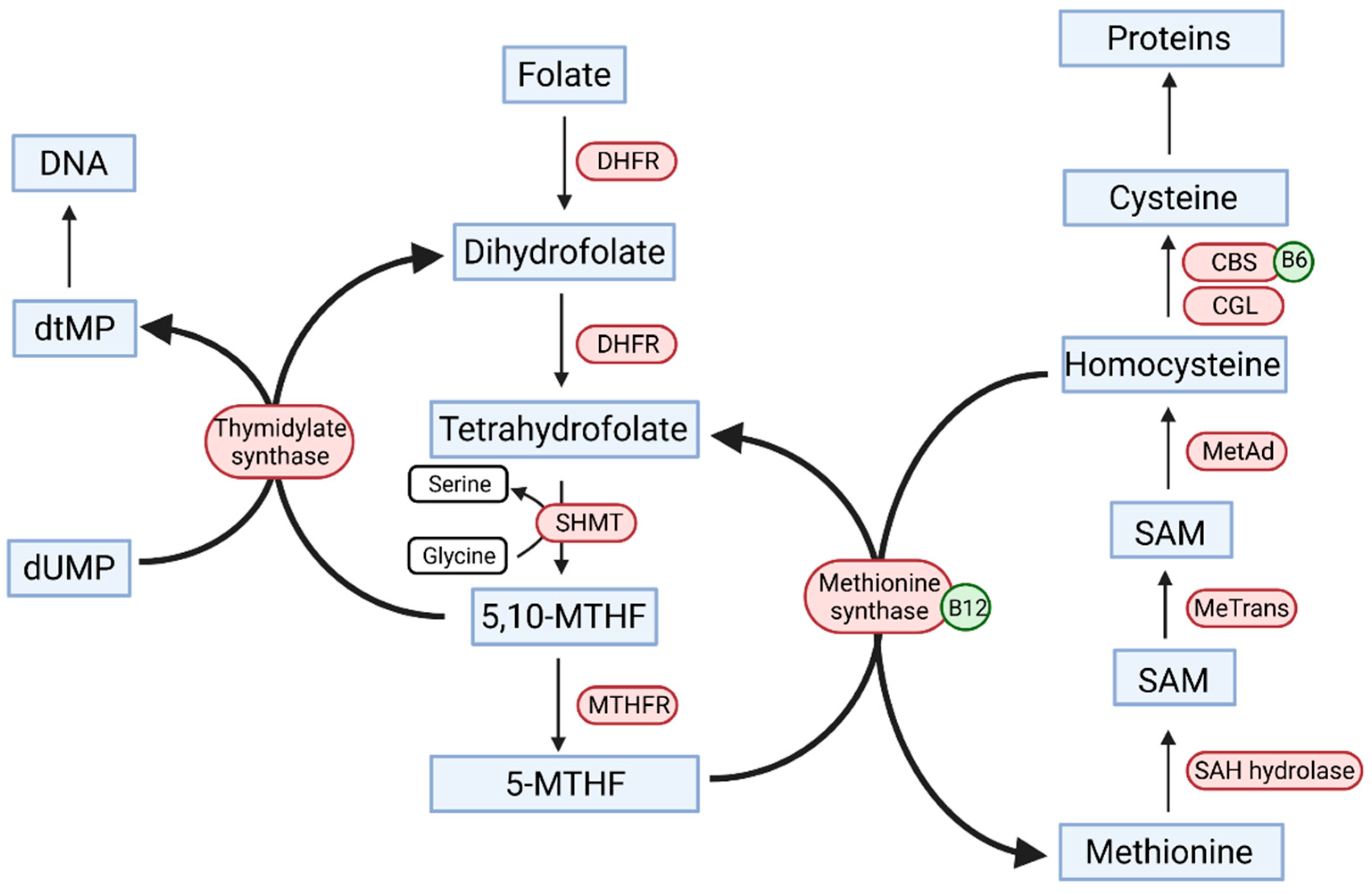 Nutrients Free FullText Does Folic Acid Protect Patients with