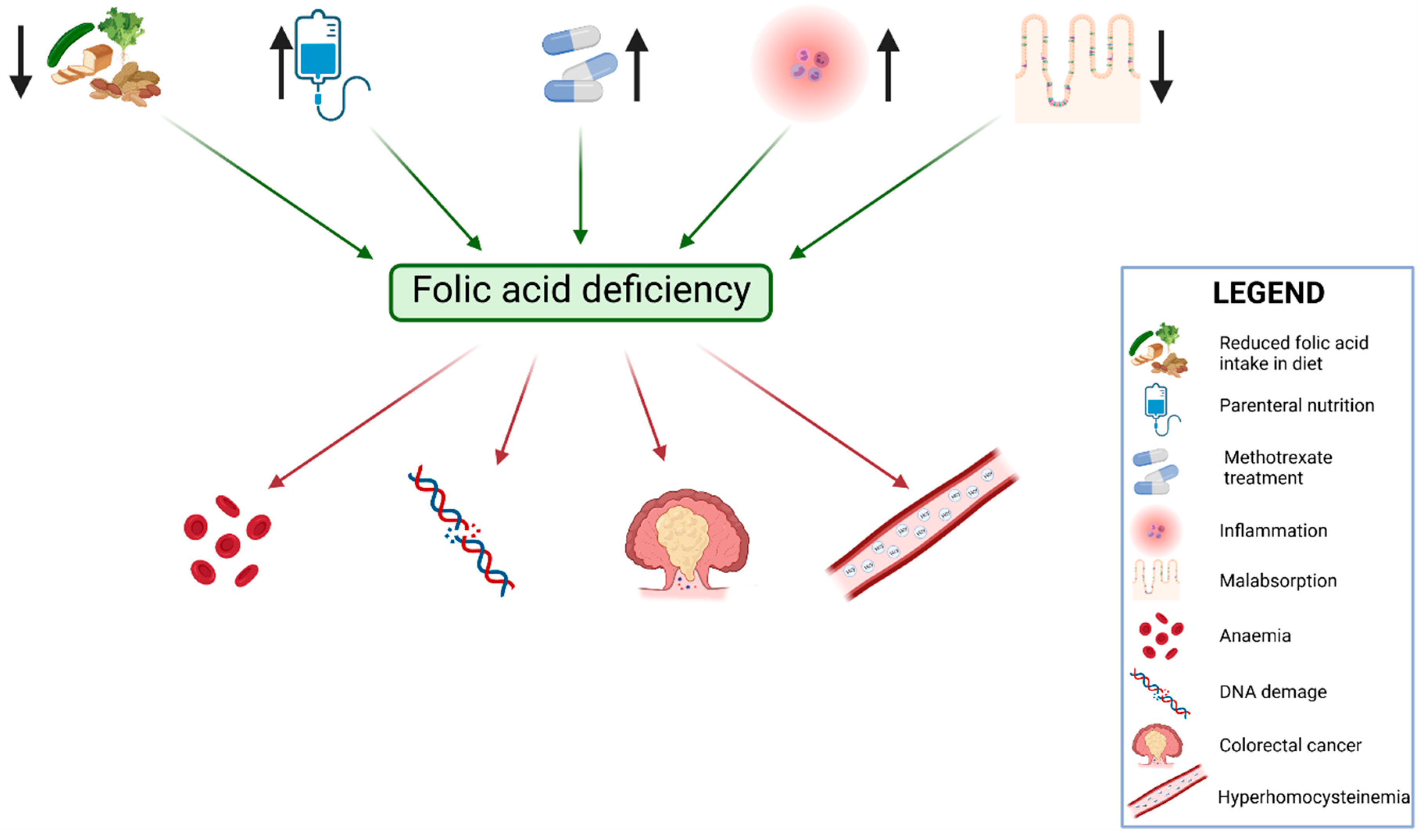 Nutrients Free FullText Does Folic Acid Protect Patients with