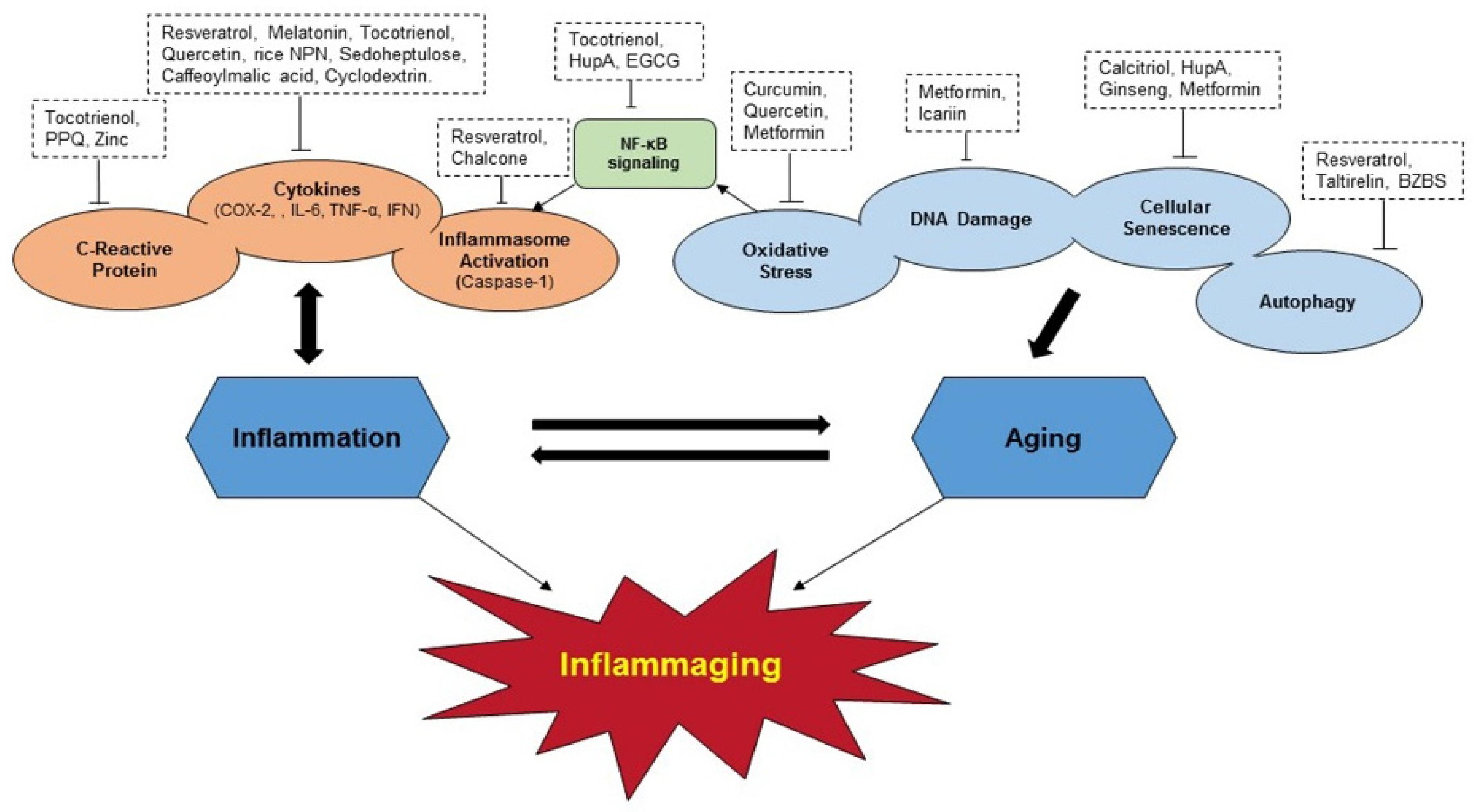 Nutrients 13 04058 g004
