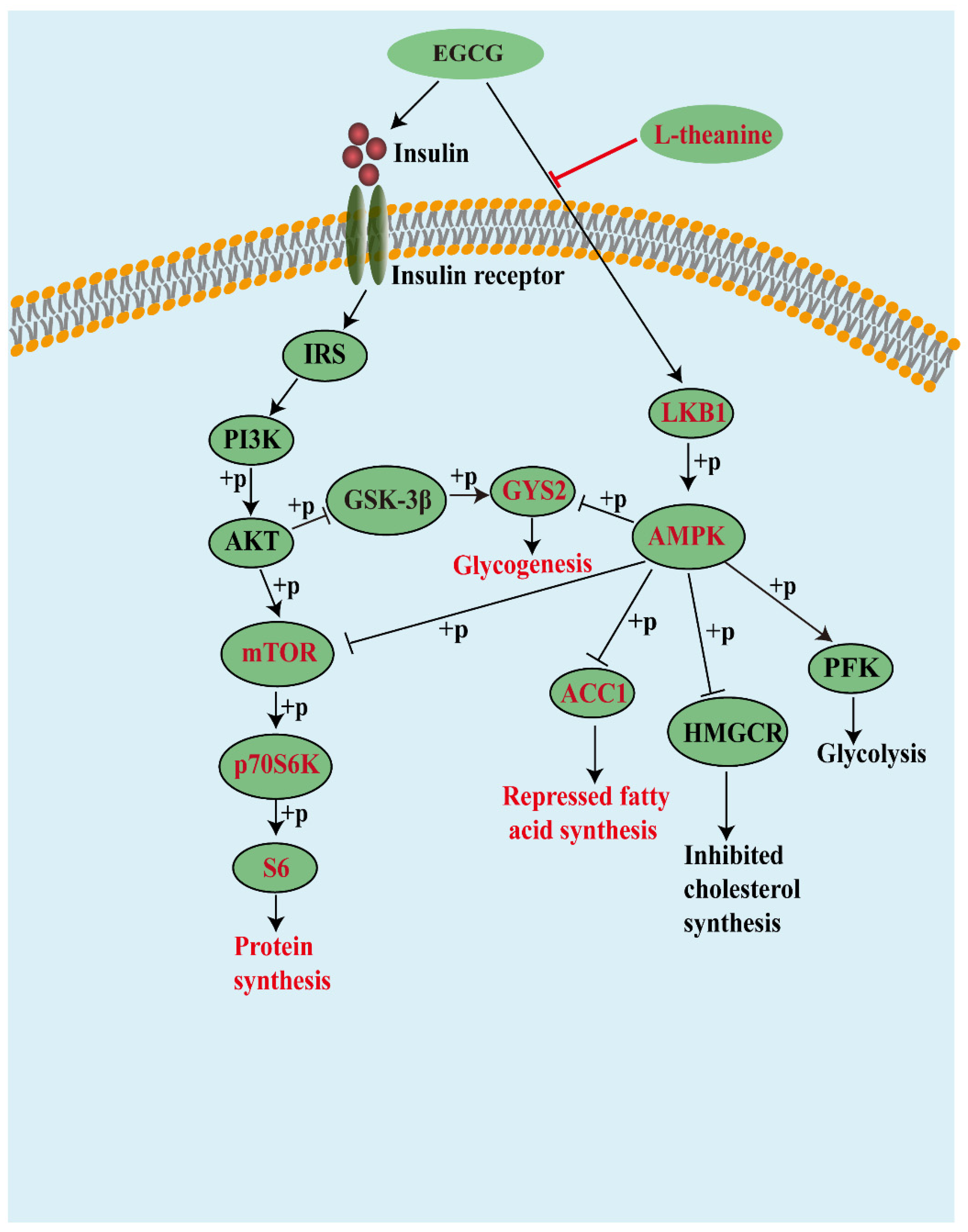 Nutrients 13 04120 g006