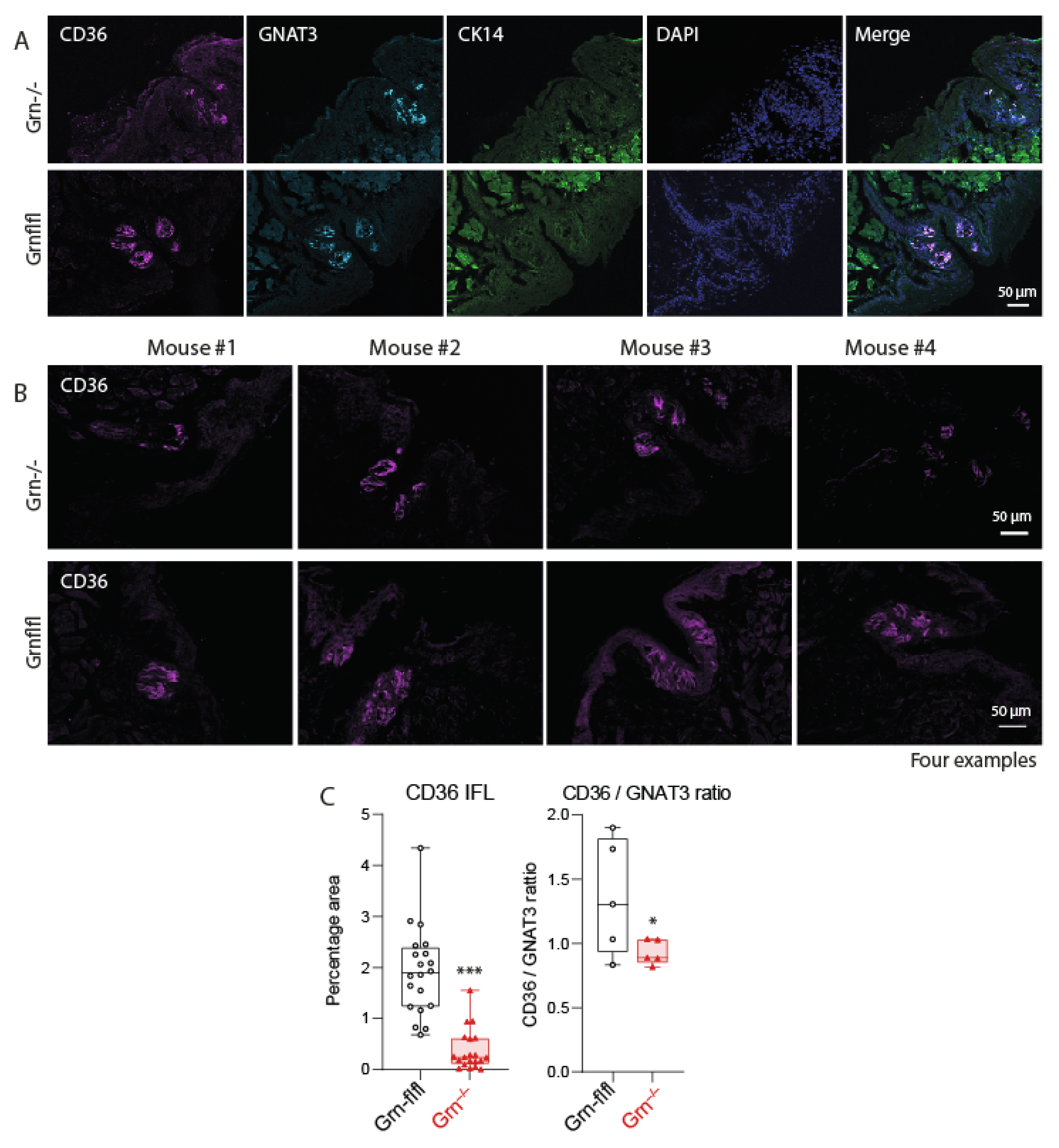 Nutrients 13 04125 g003 Nutrients 13 04125 g003