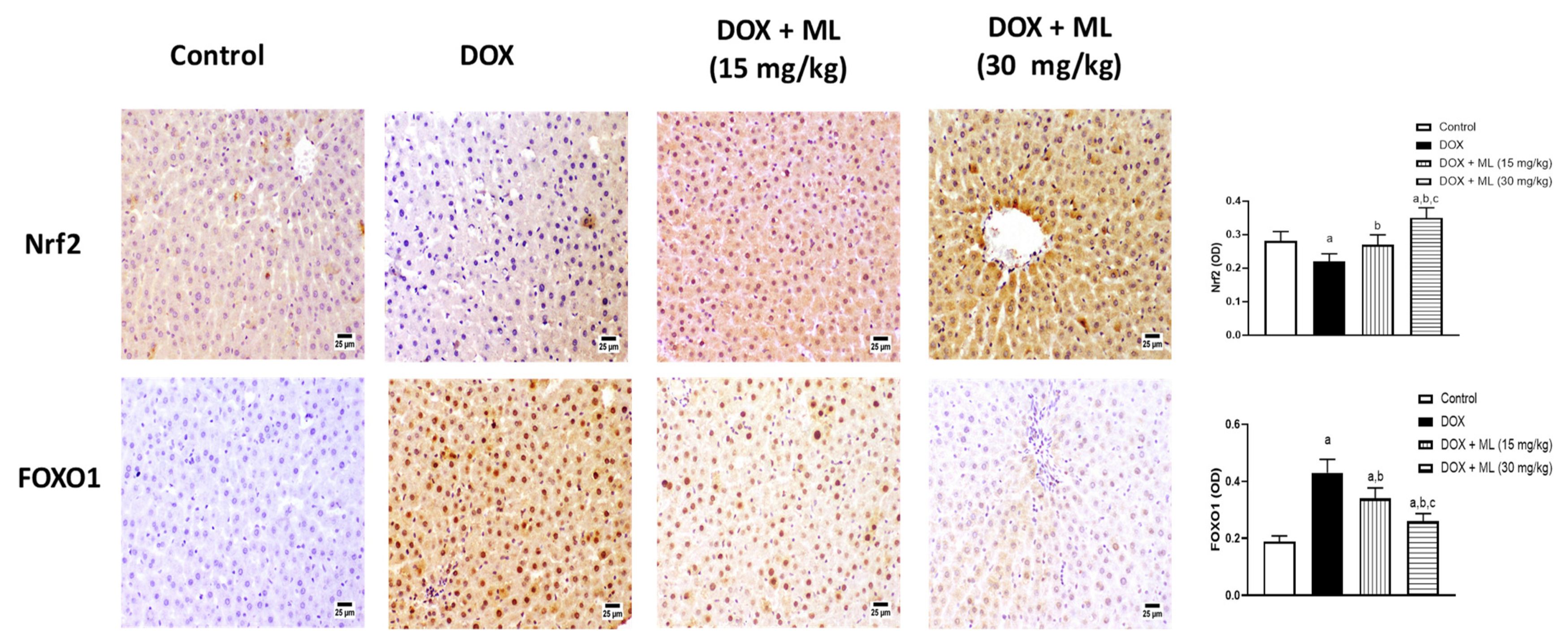Nutrients 13 04142 g005
