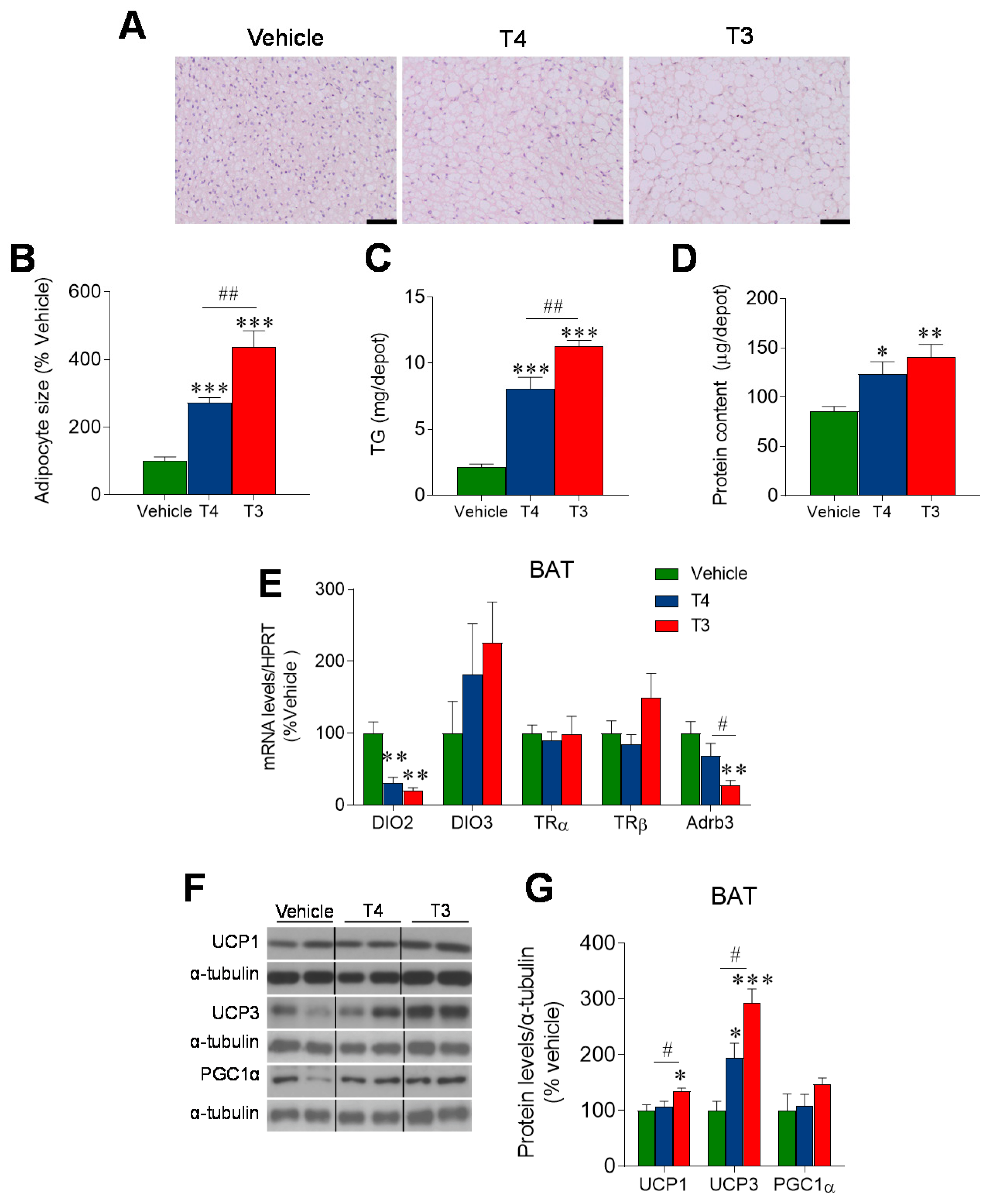 Nutrients 13 04204 g004 Nutrients 13 04204 g004