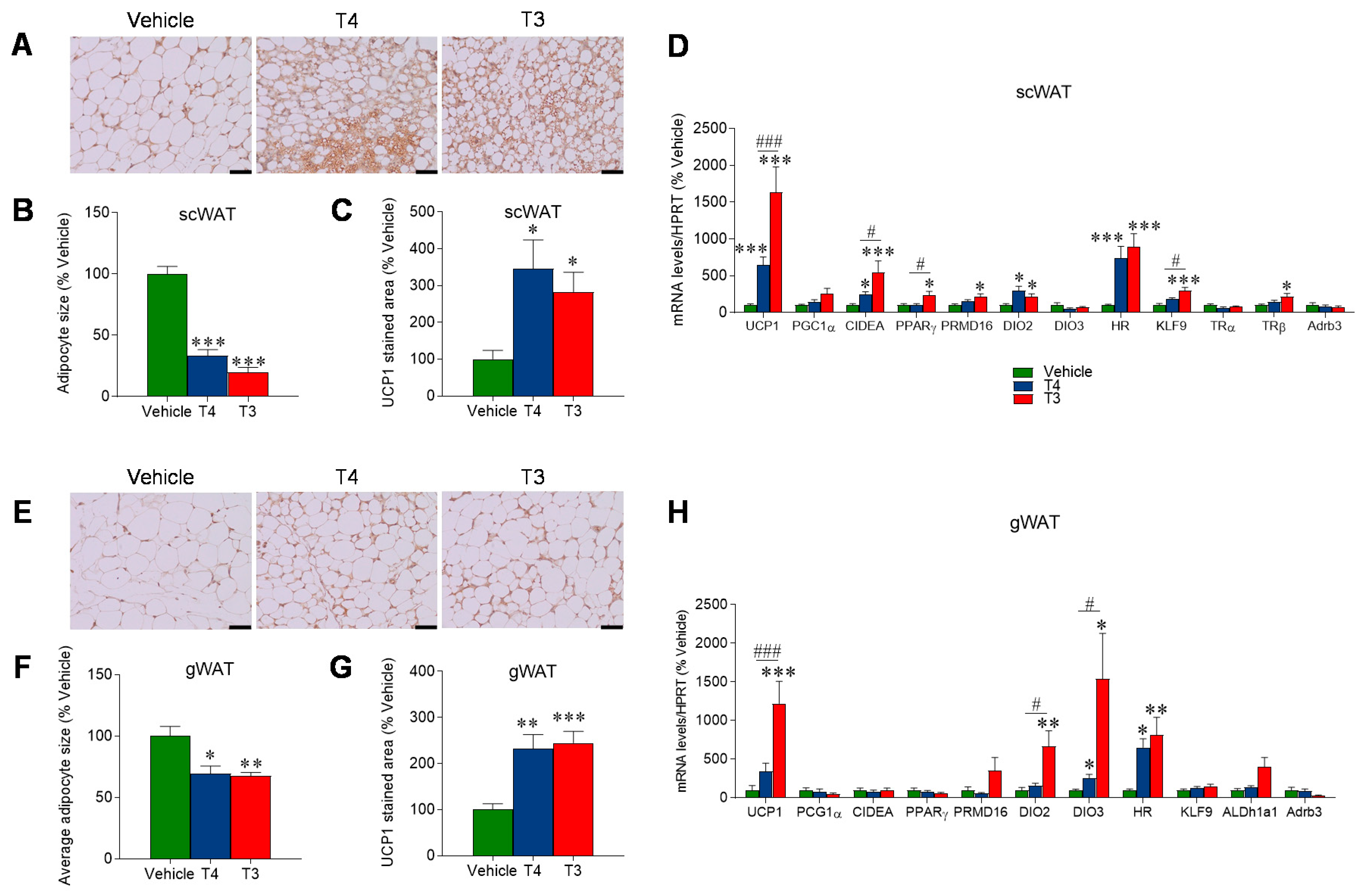 Nutrients 13 04204 g005 Nutrients 13 04204 g005