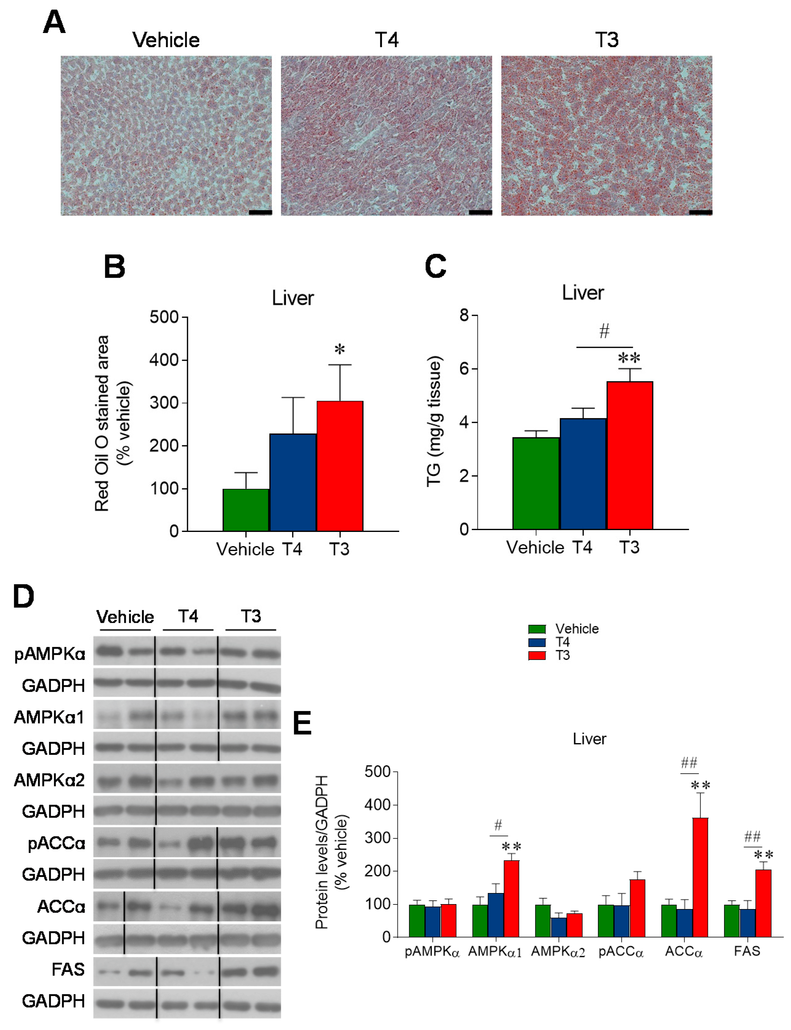 Nutrients 13 04204 g006 Nutrients 13 04204 g006