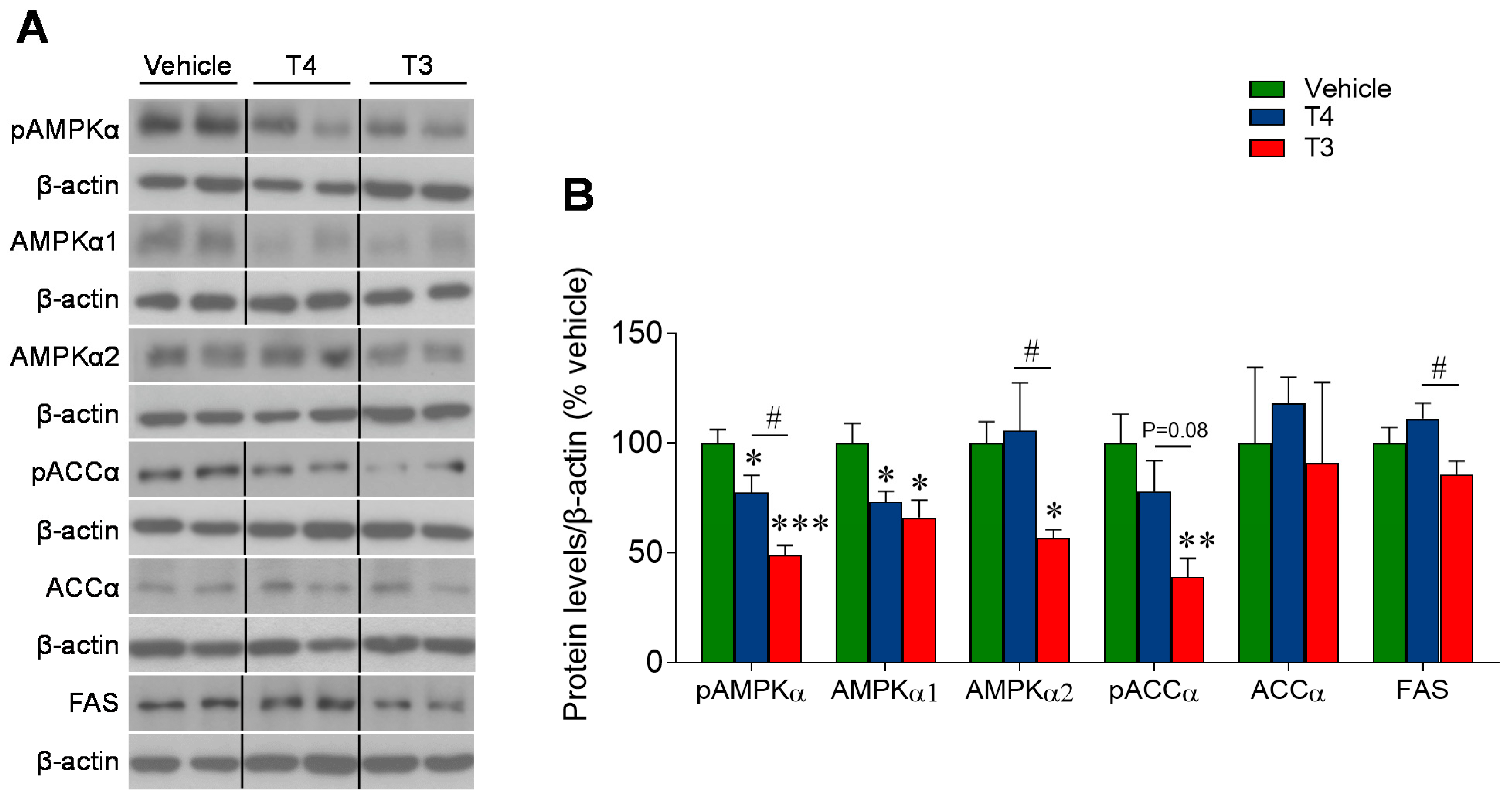 Nutrients 13 04204 g007 Nutrients 13 04204 g007