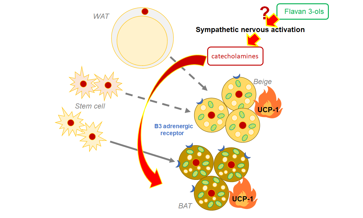 flavonols and adipocyte browning abstract