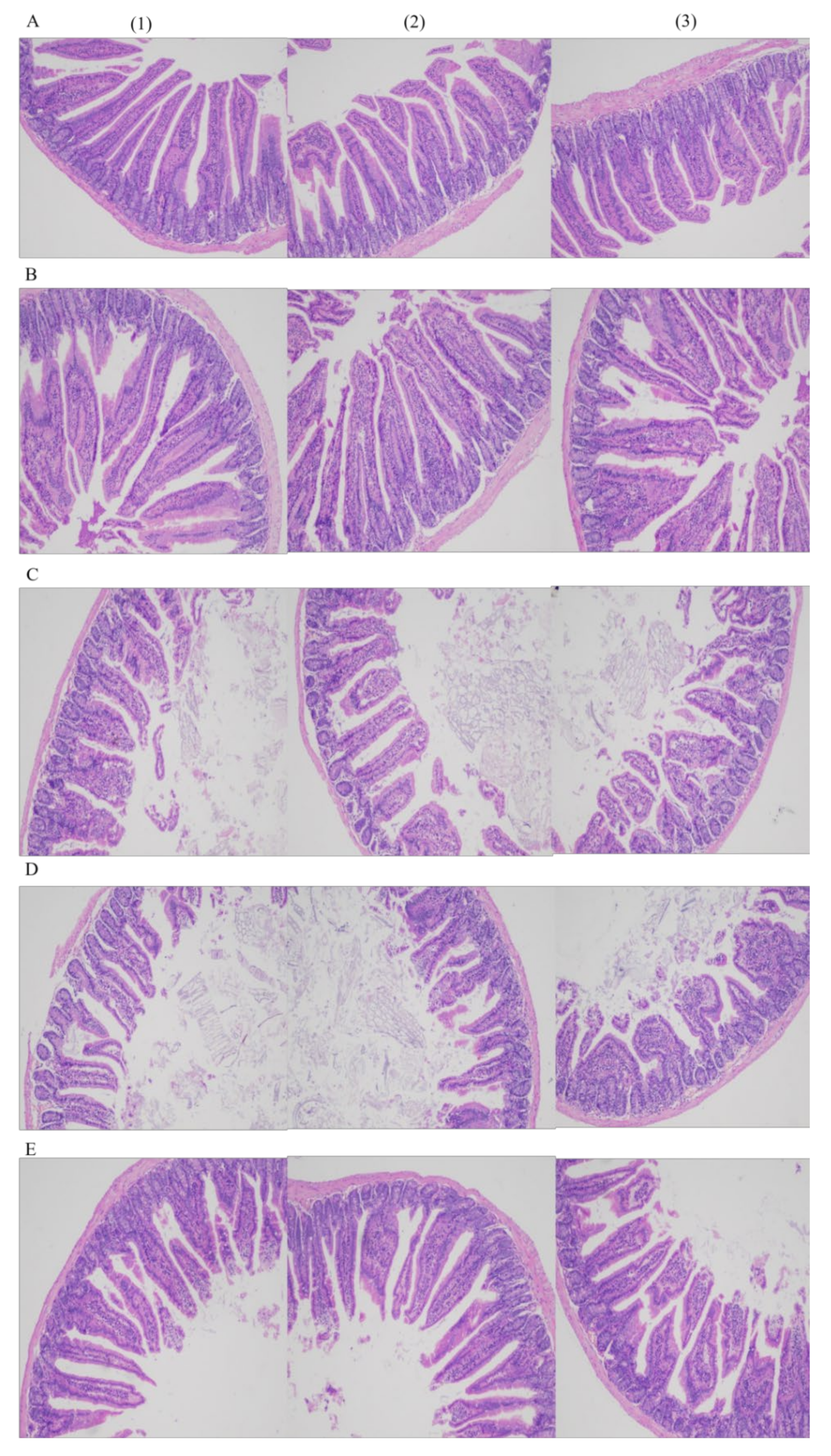 Nutrients 13 04219 g003