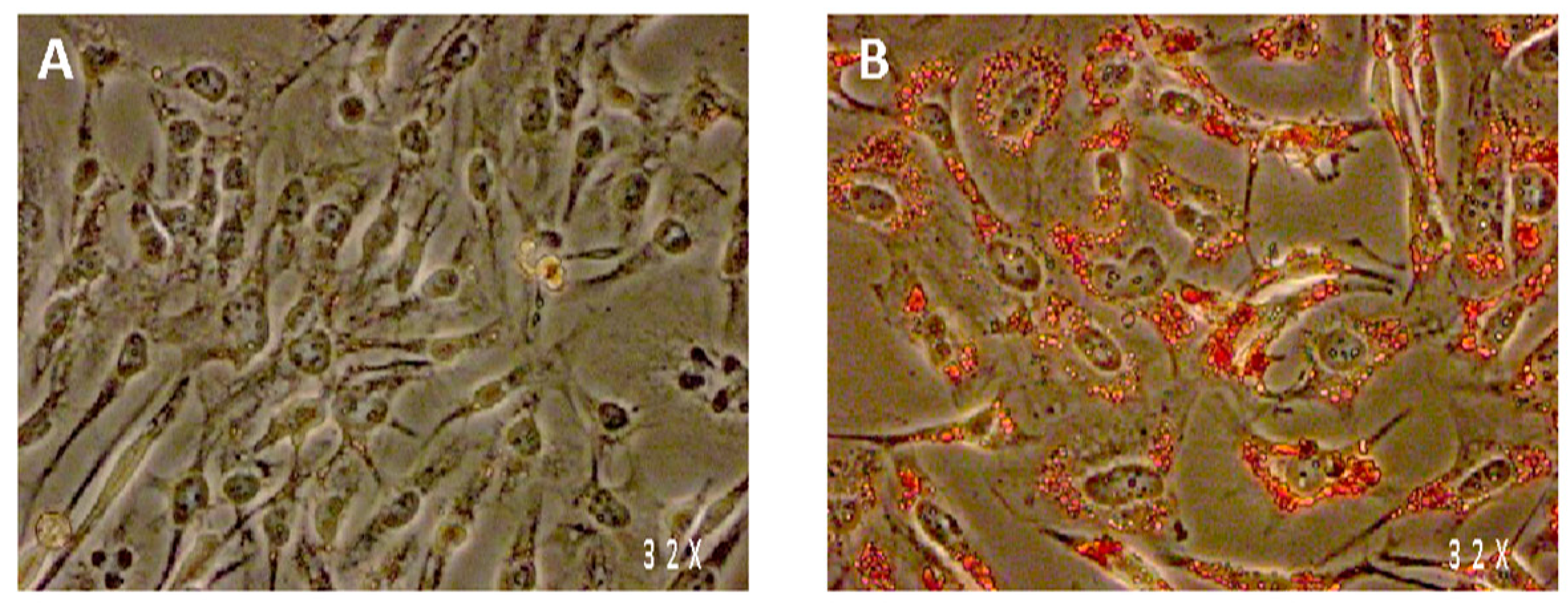 Nutrients 13 04271 g001 Nutrients 13 04271 g001